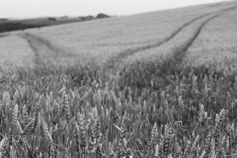 Canon EF-S 55-250mm F4-5.6 IS sample photo. Wheat tracks photography