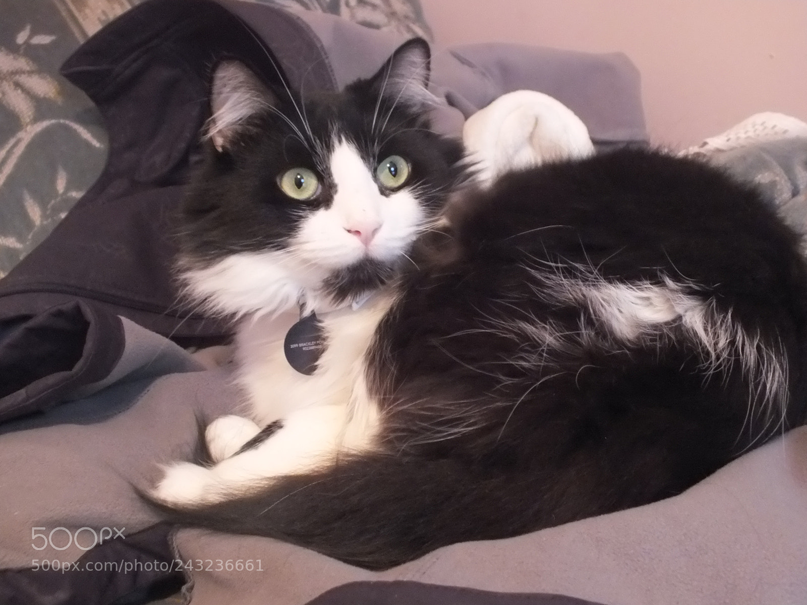 Fujifilm FinePix HS30EXR sample photo. Oreo photography