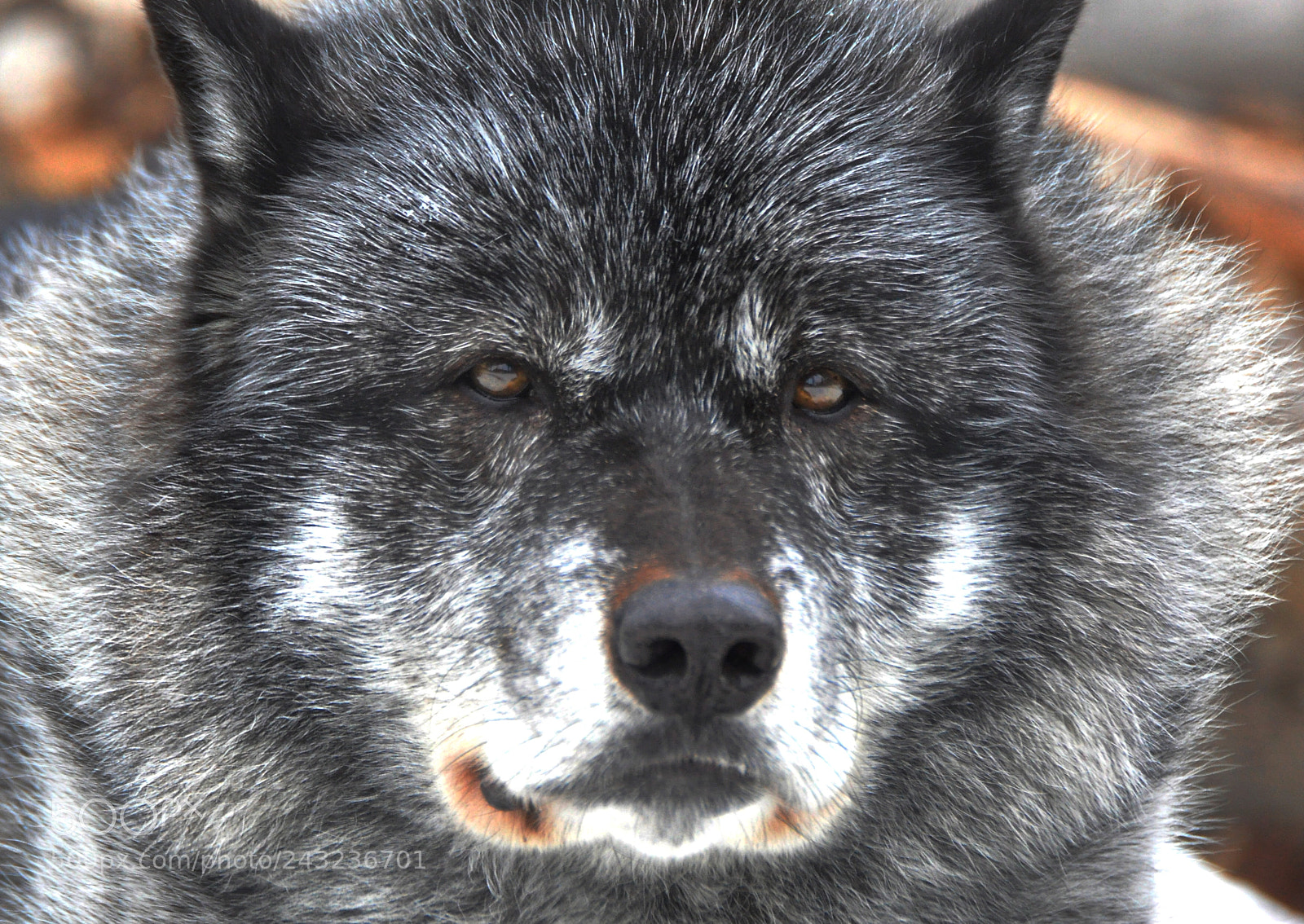 Nikon D90 sample photo. Wolf photography