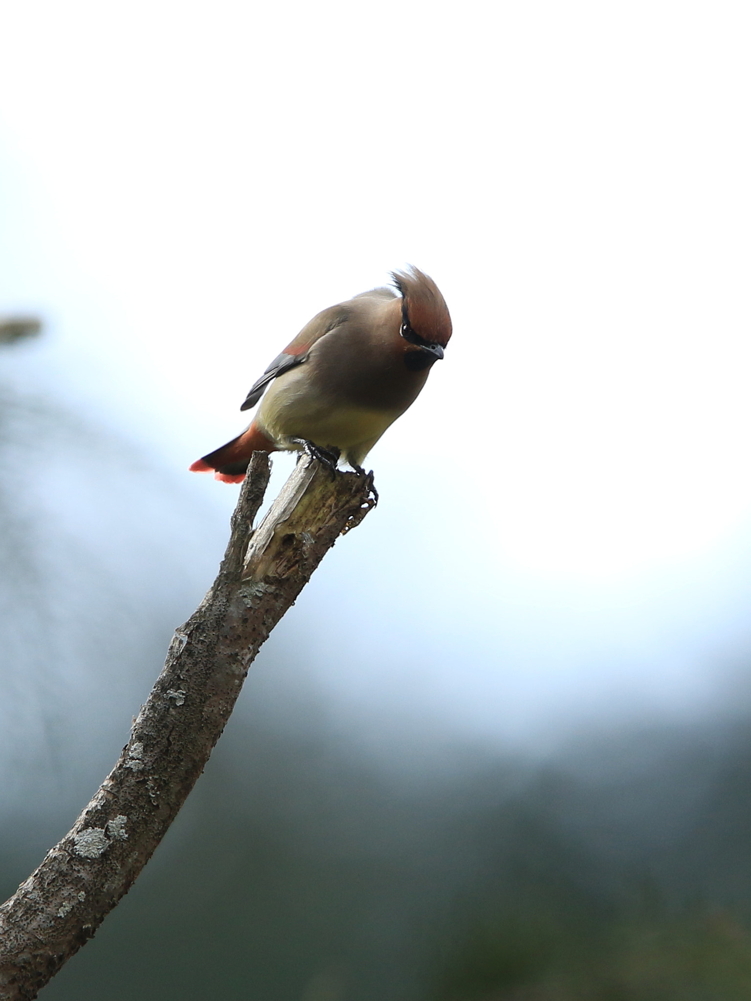 Canon EF 400mm F2.8L IS USM sample photo. Japanese waxwing ヒレンジャク photography