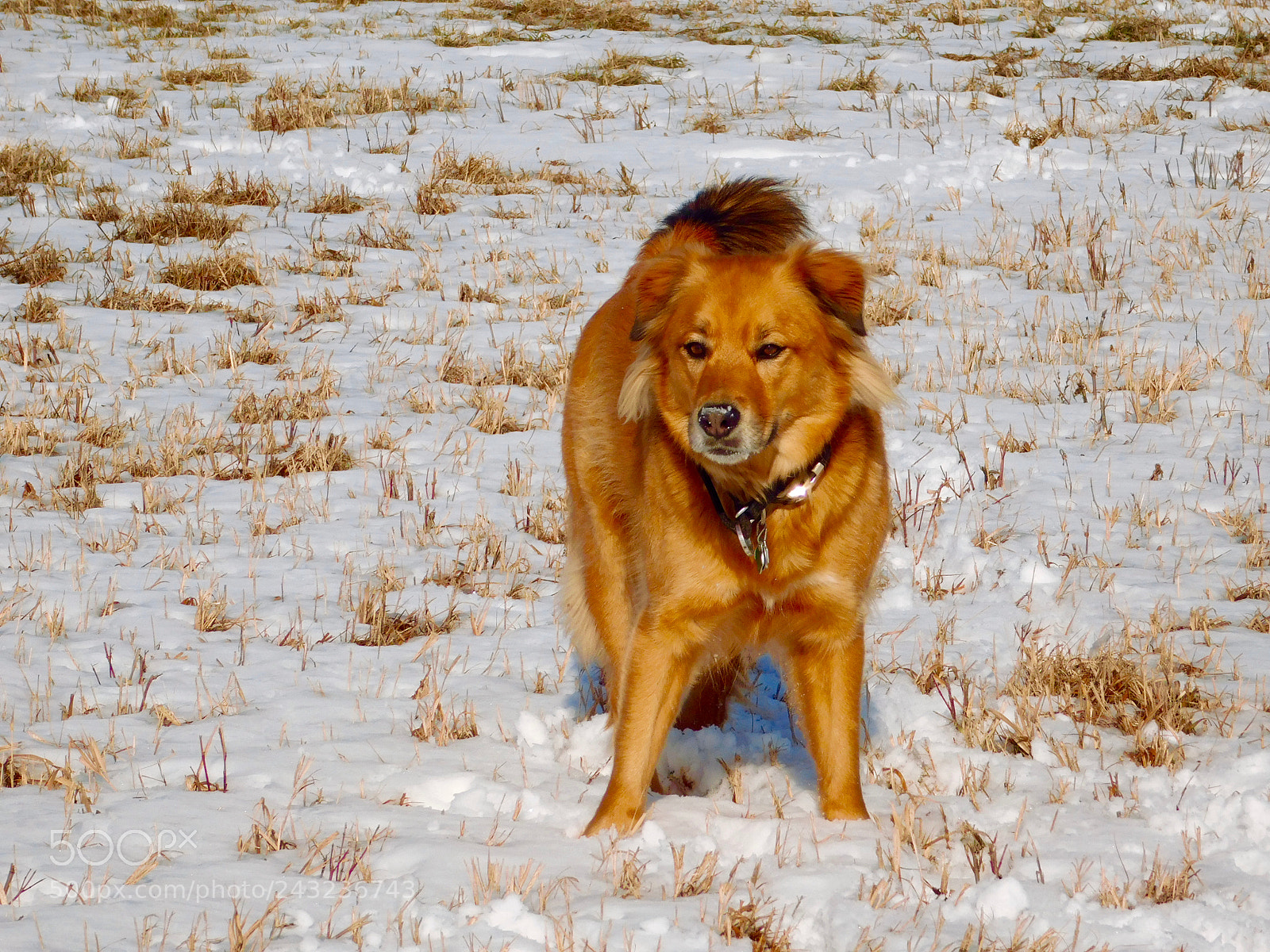Nikon Coolpix L840 sample photo. Snow nose photography