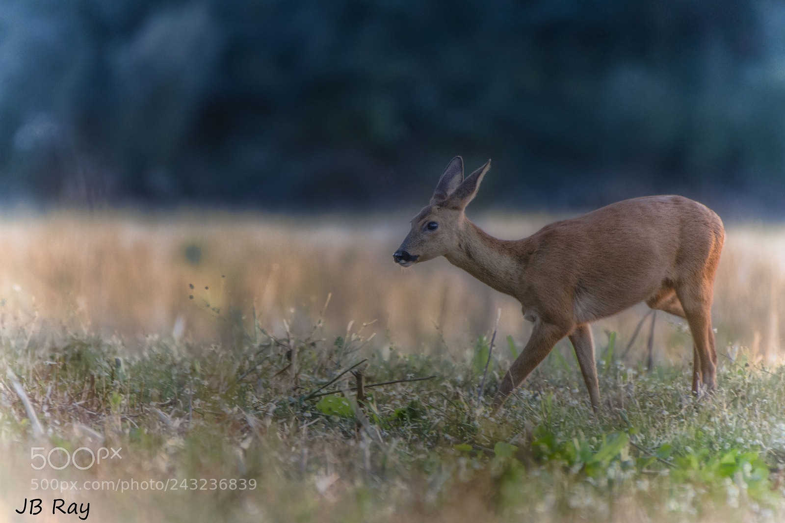 Nikon D7200 sample photo. Roe deer (female) photography