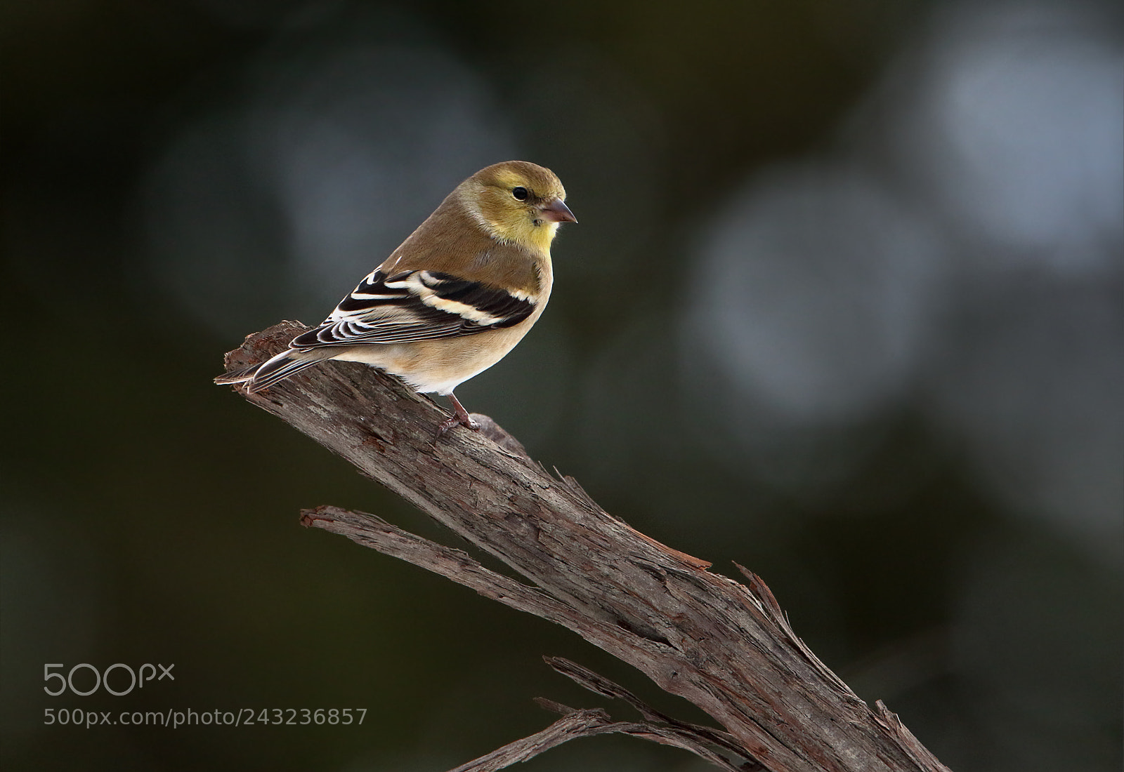 Canon EOS 7D Mark II sample photo. Winter goldfinch photography