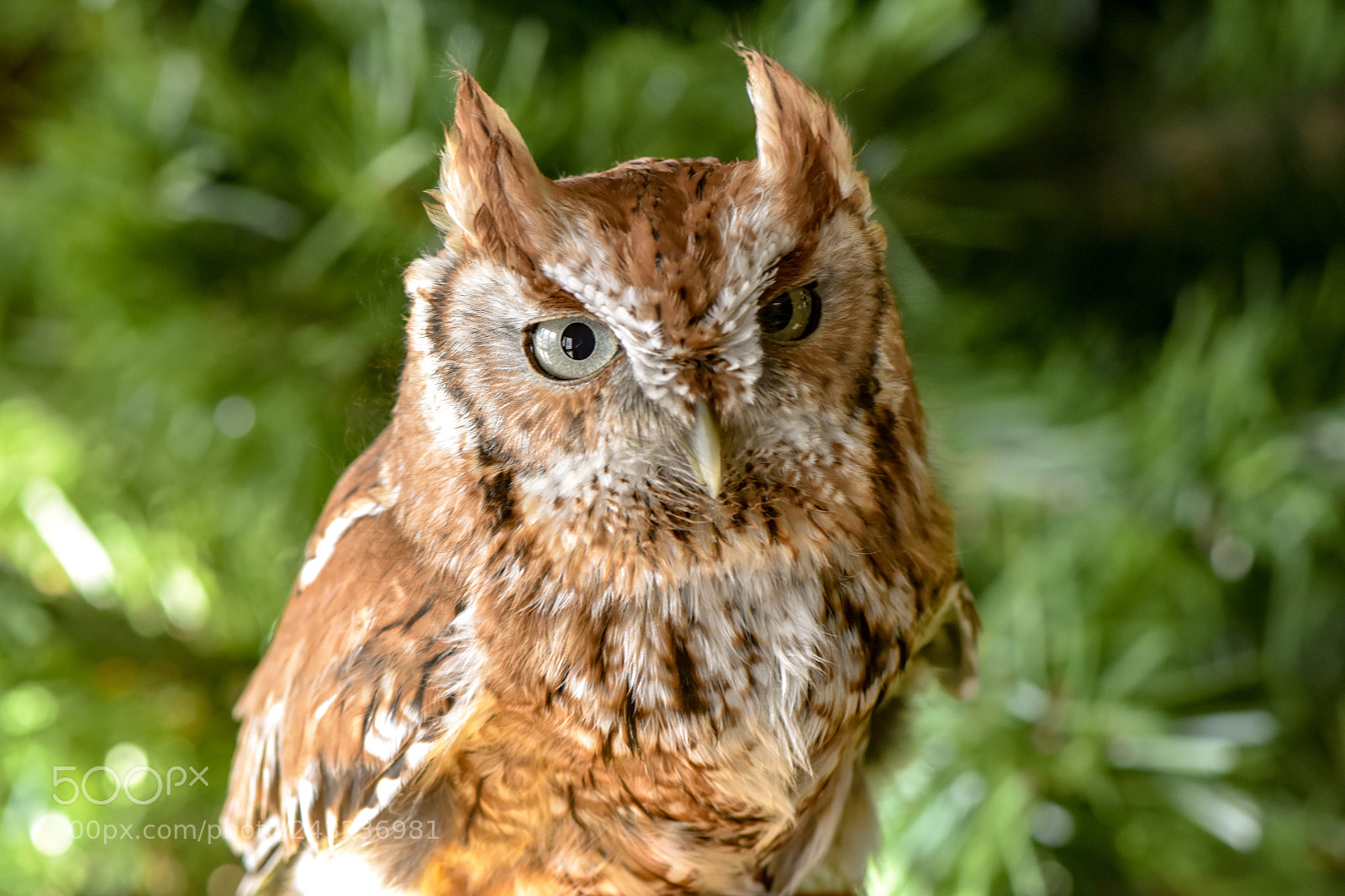 Nikon D7200 sample photo. Screech owl cutie photography