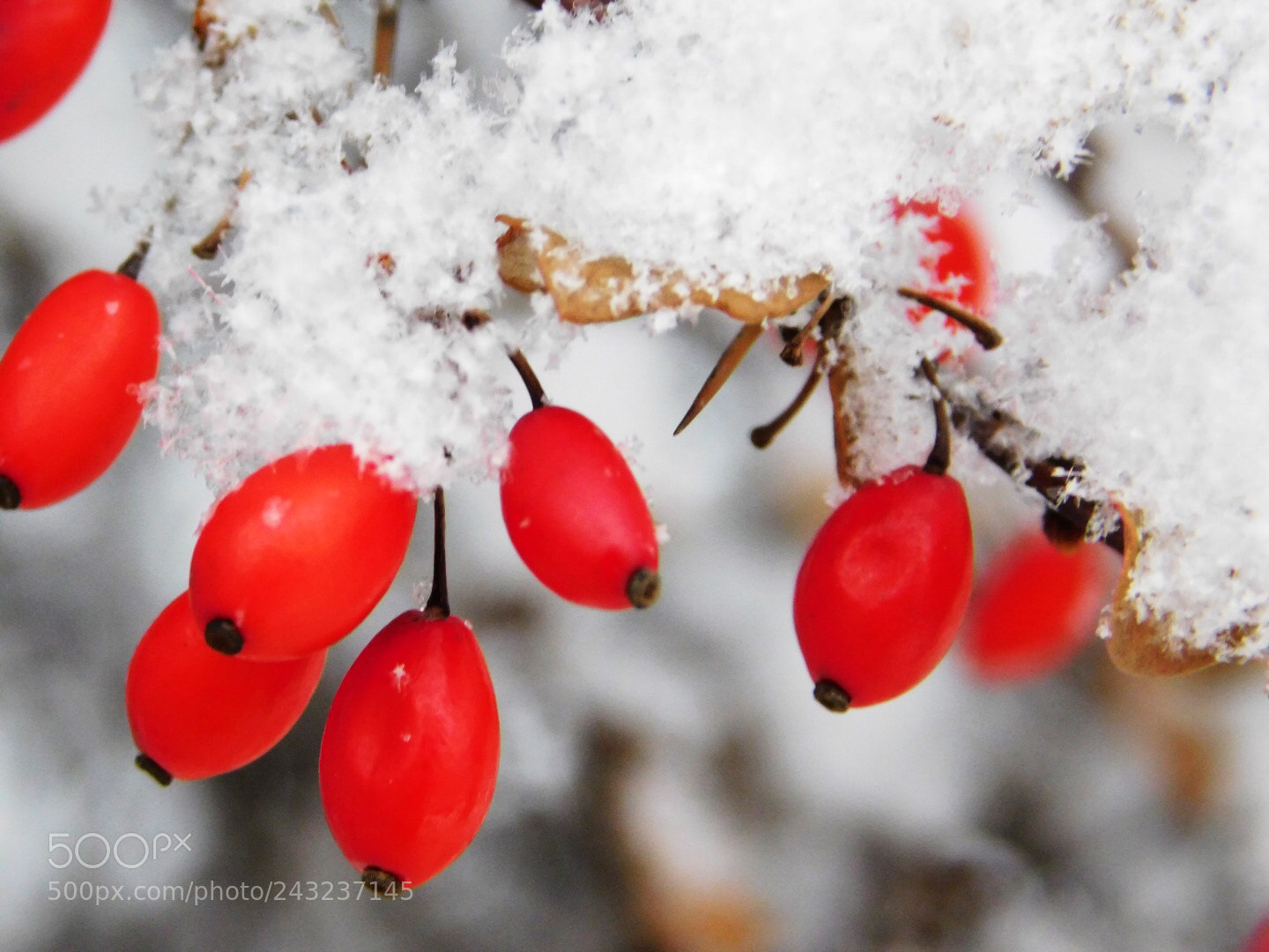 Nikon Coolpix B500 sample photo. Snowy winter berries photography