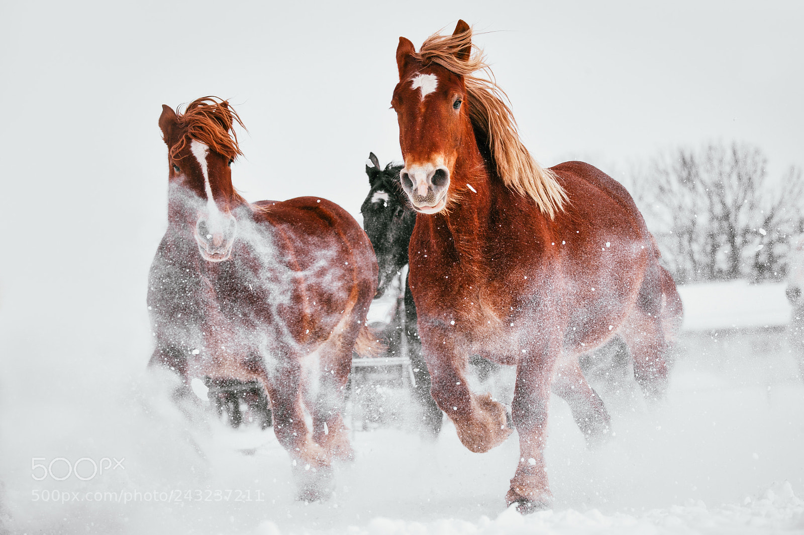 Canon EOS-1D X sample photo. Running horses in winter photography