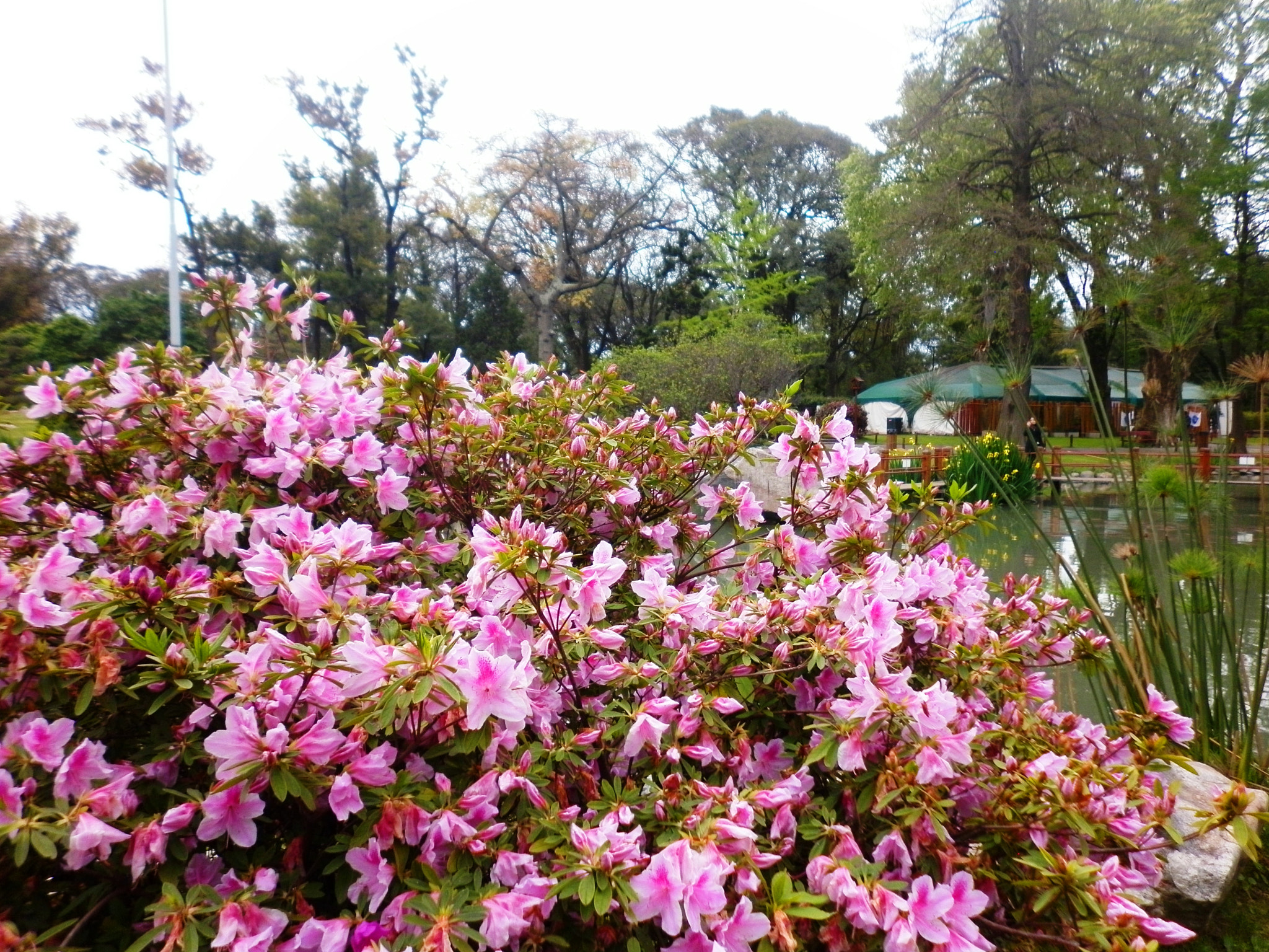 Panasonic DMC-F3 sample photo. Jardín japonés photography