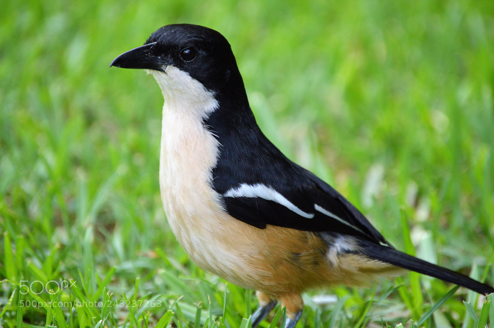 Nikon D3200 sample photo. Bird pose photography