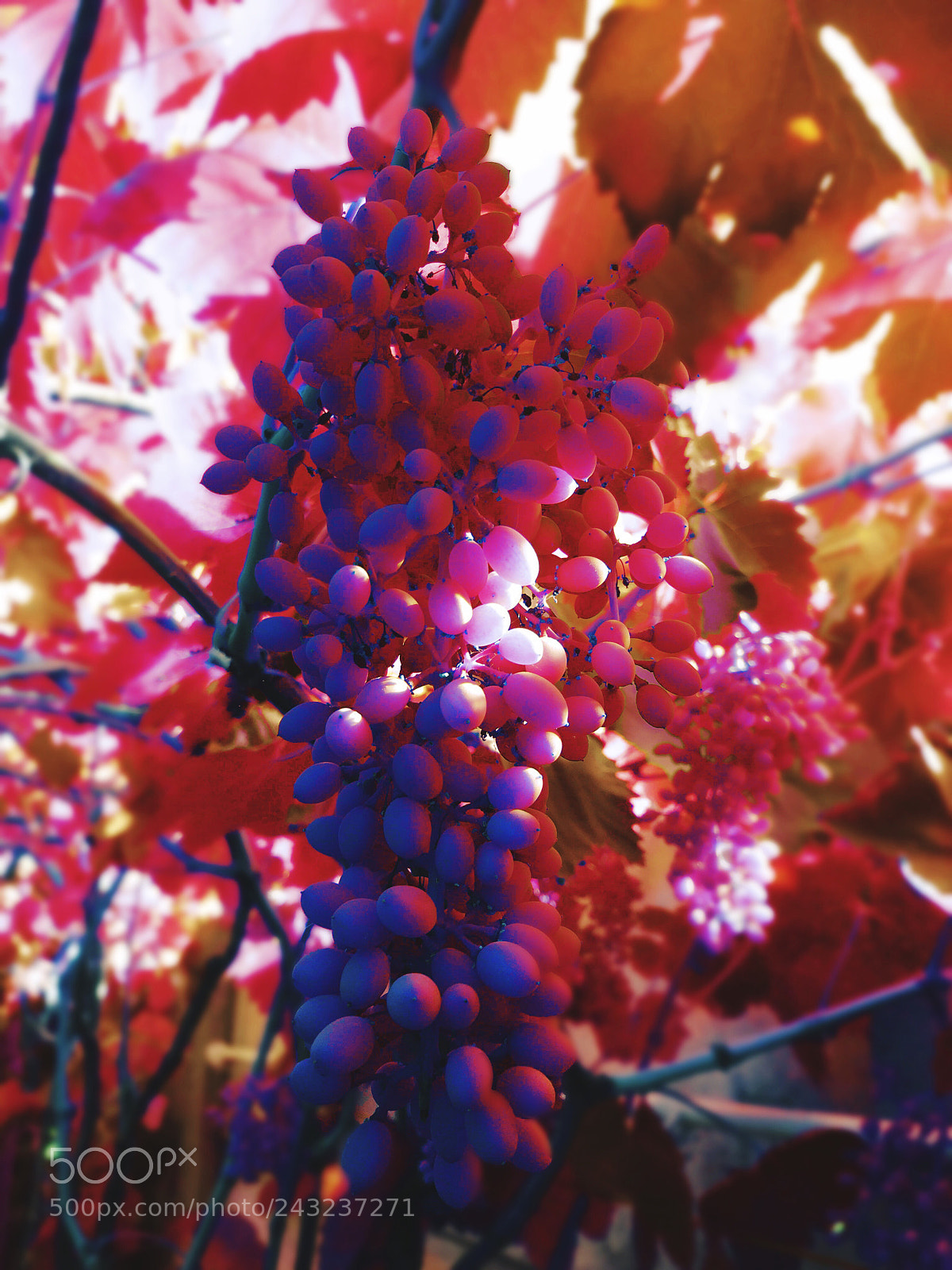 Apple iPhone 6s sample photo. Purple photography