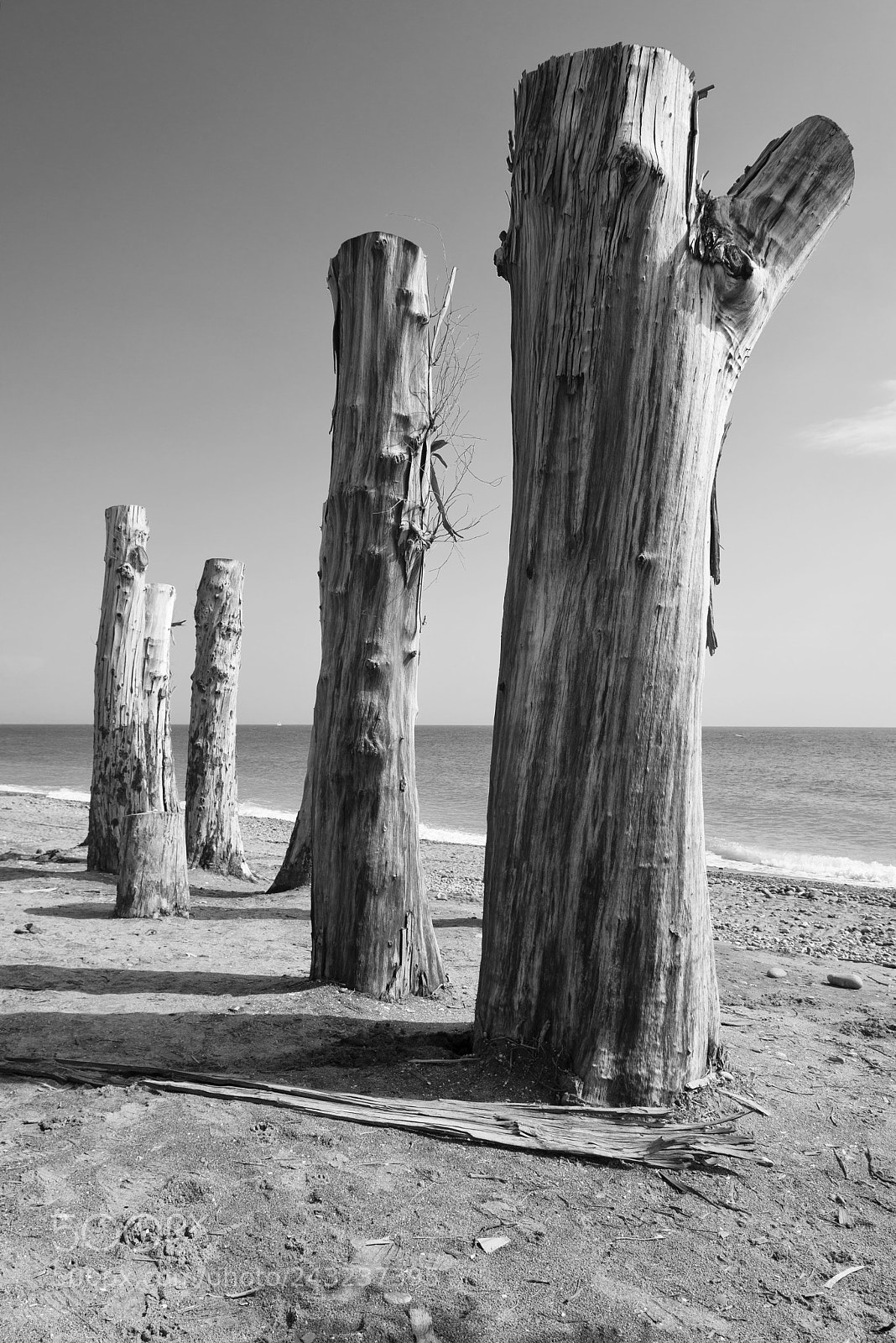 Nikon D610 sample photo. 103 photography