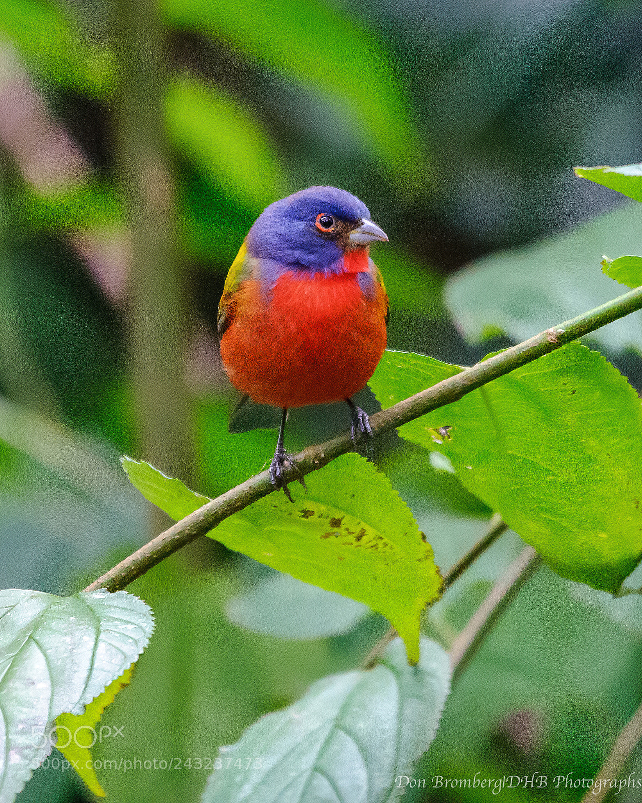 Nikon D300S sample photo. Painted bunting 1 photography