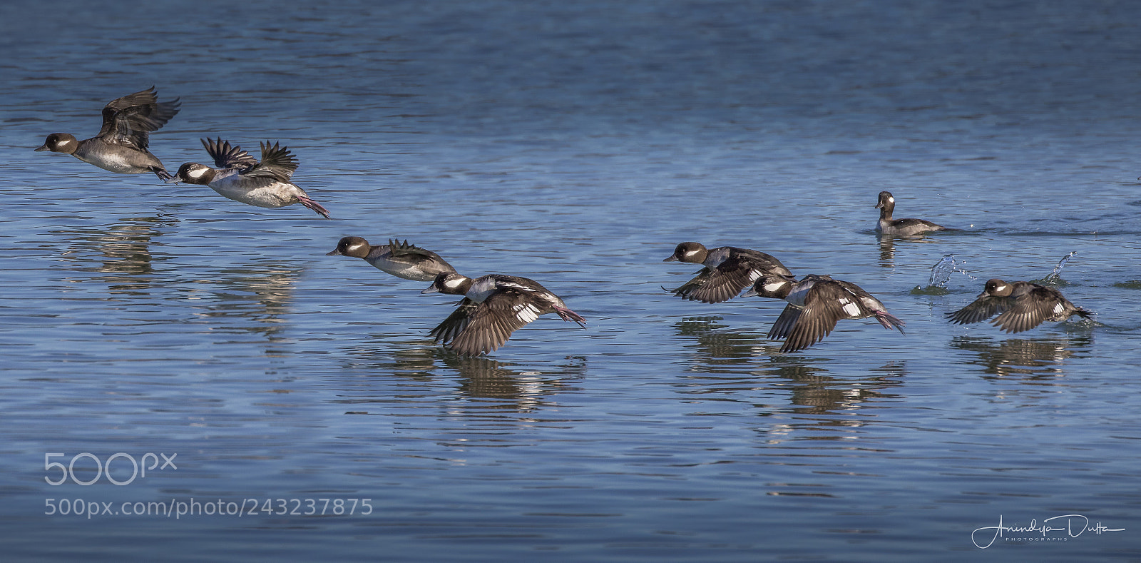 Canon EOS 7D Mark II sample photo. Female buffle heads photography