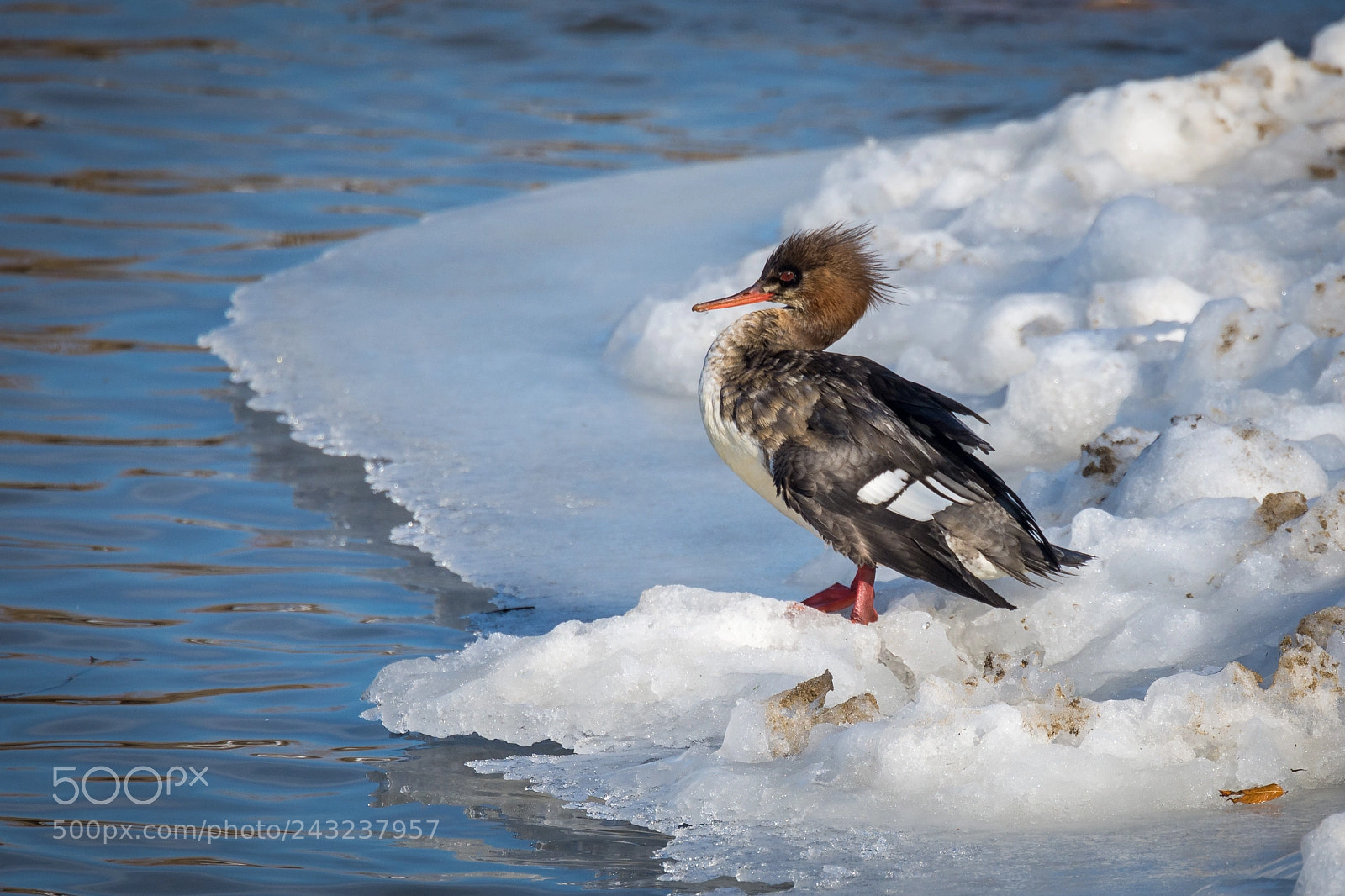 Nikon D7200 sample photo. Cold duck photography