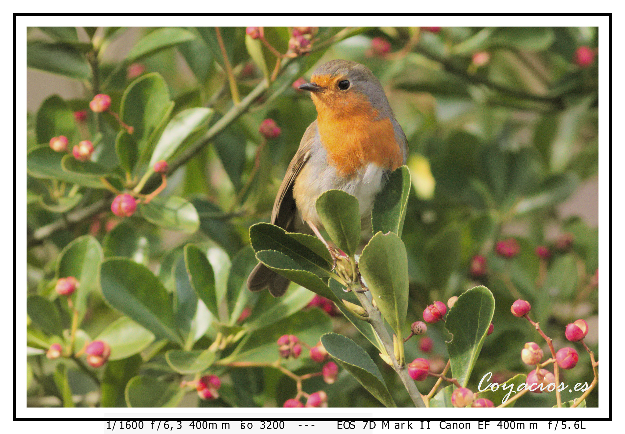 Canon EF 400mm F5.6L USM sample photo. Petirrojo (erithacus rebecula) photography