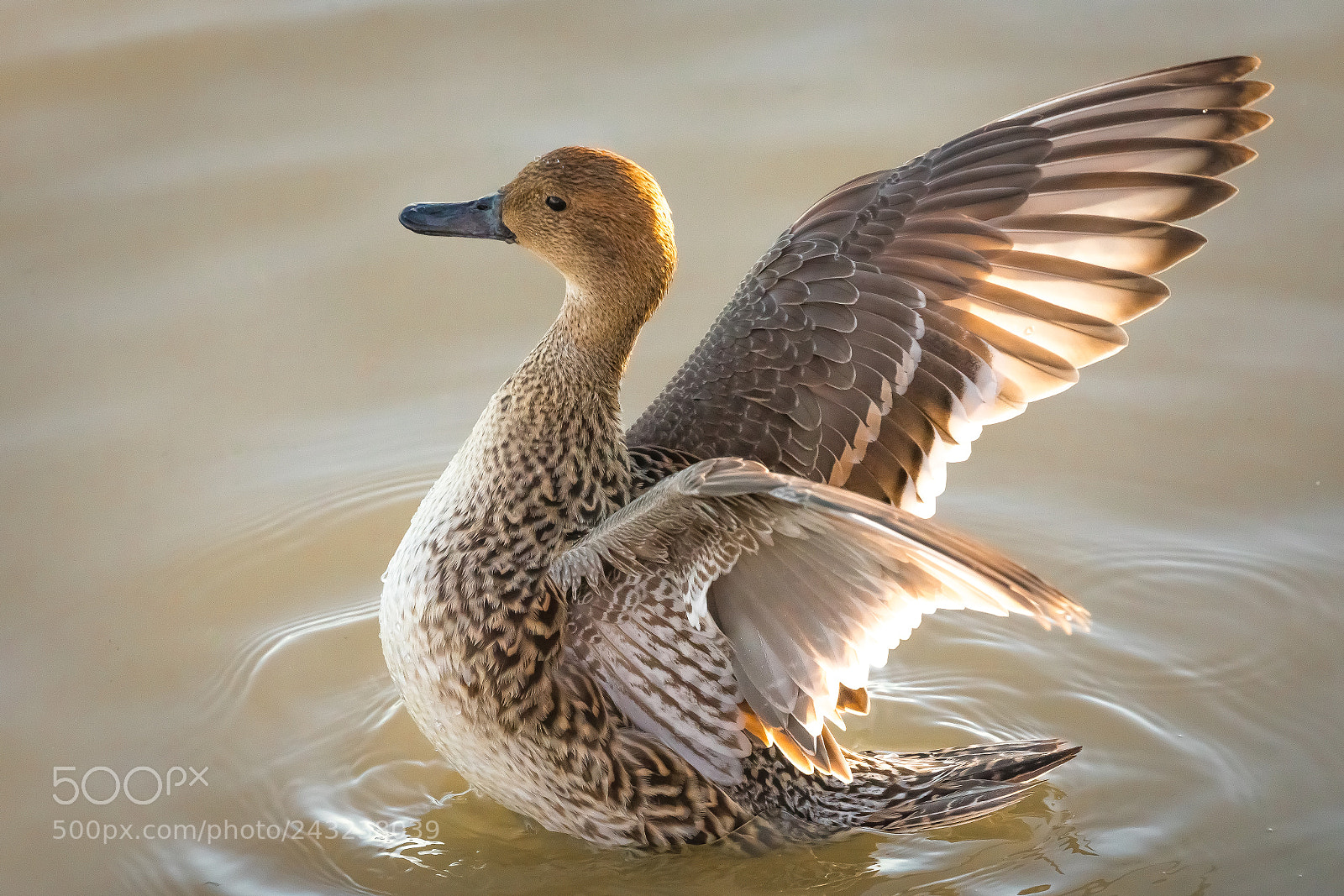 Canon EOS 5D Mark IV sample photo. Northern pintail female photography
