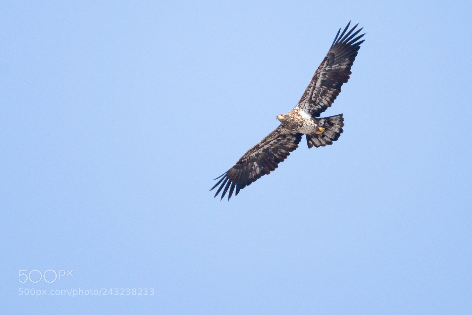 Nikon D7200 sample photo. Juvenile bald eagle photography