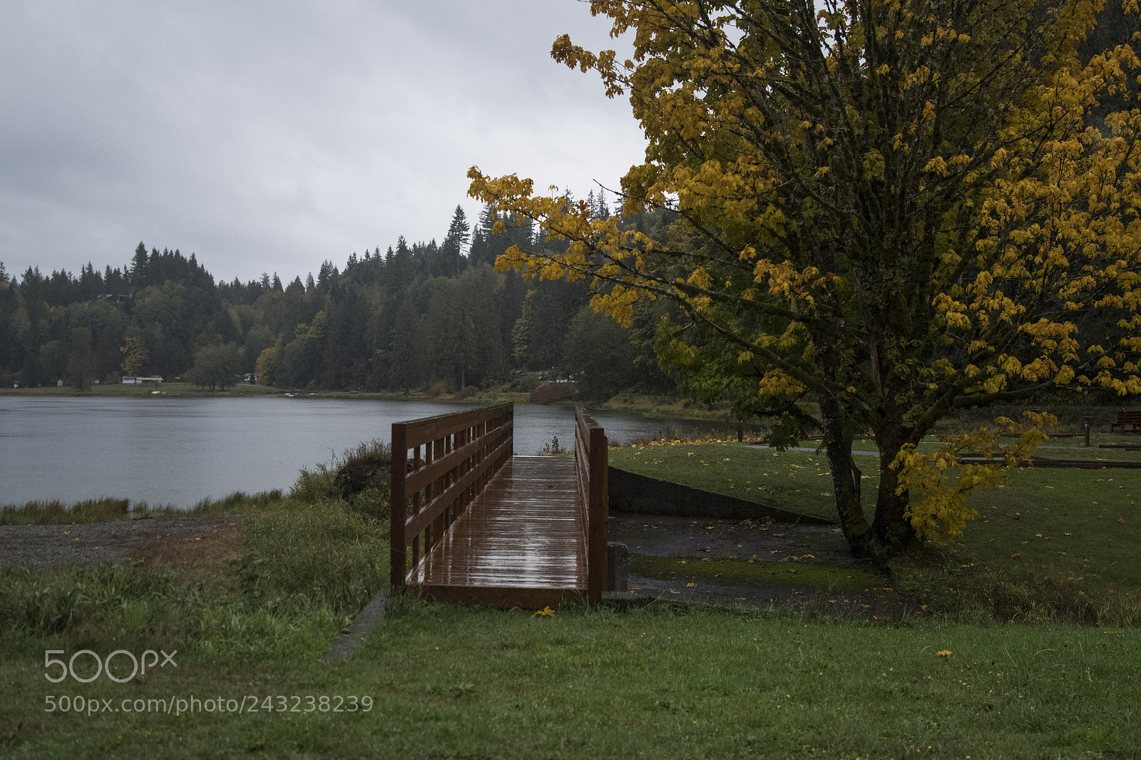 Pentax K-S2 sample photo. Bridge by a tree photography