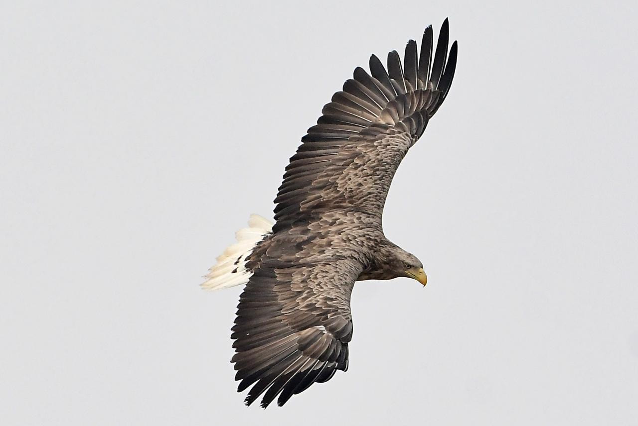 Nikon AF-S Nikkor 600mm F4G ED VR sample photo. White tailed sea  eagle photography