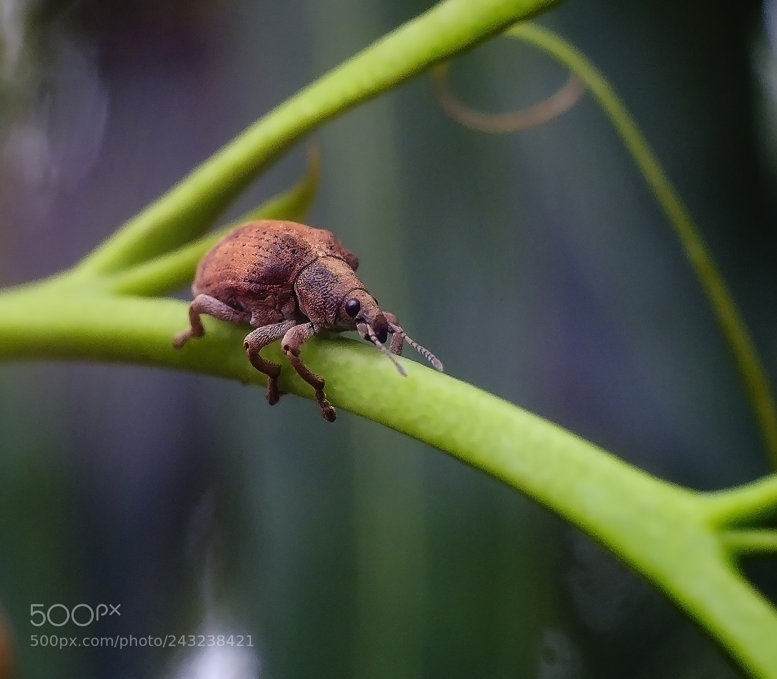 Fujifilm X-A1 sample photo. Gonipterus scutellatus photography