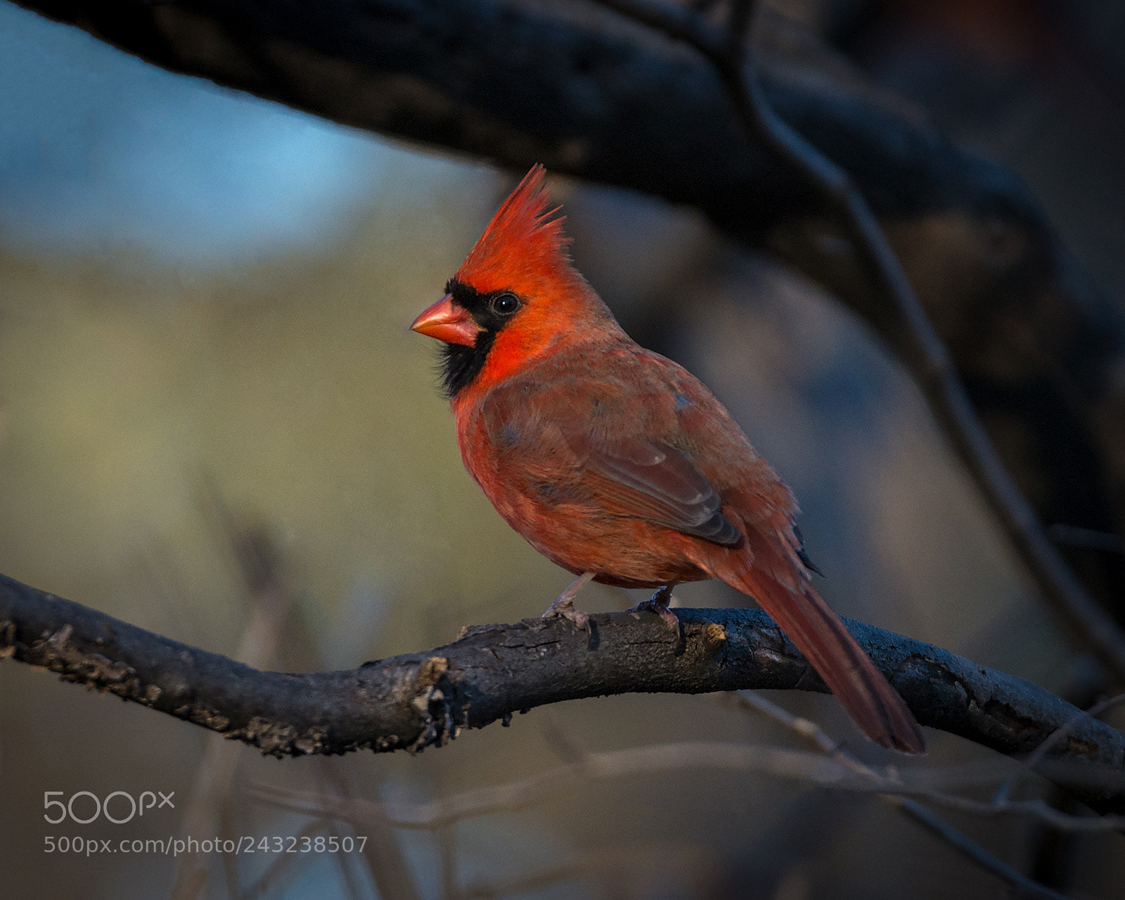 Nikon D600 sample photo. C. cardinalis photography