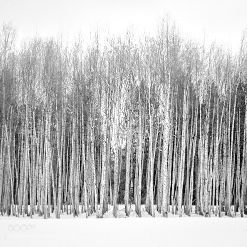 Fujifilm X-T10 sample photo. Birch photography