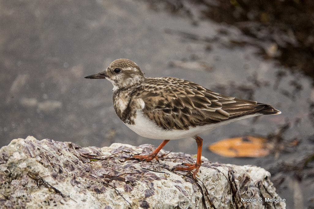 Sony Cyber-shot DSC-RX10 III sample photo. Sandpiper - bécasseau photography