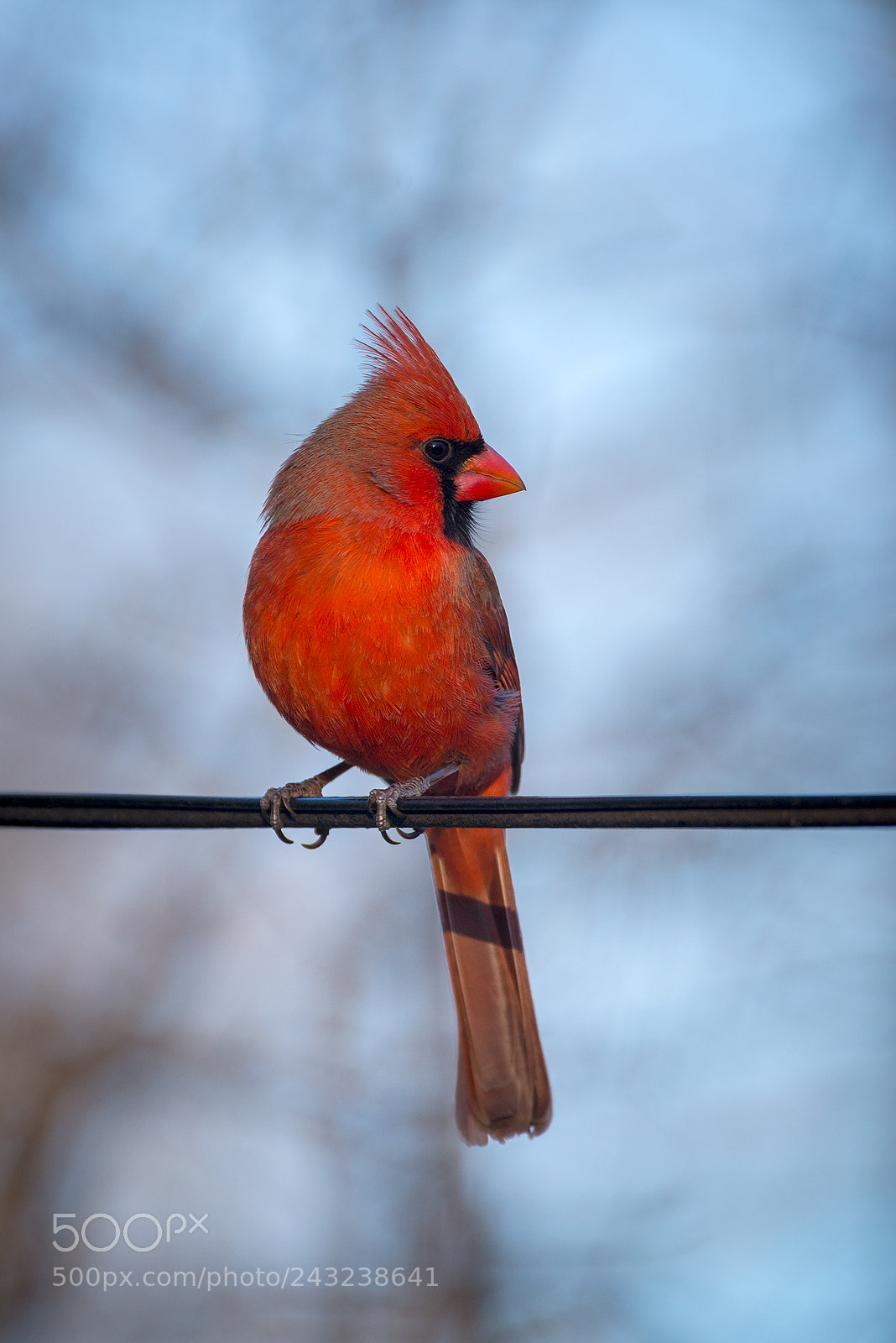 Nikon D600 sample photo. Bird on a wire photography
