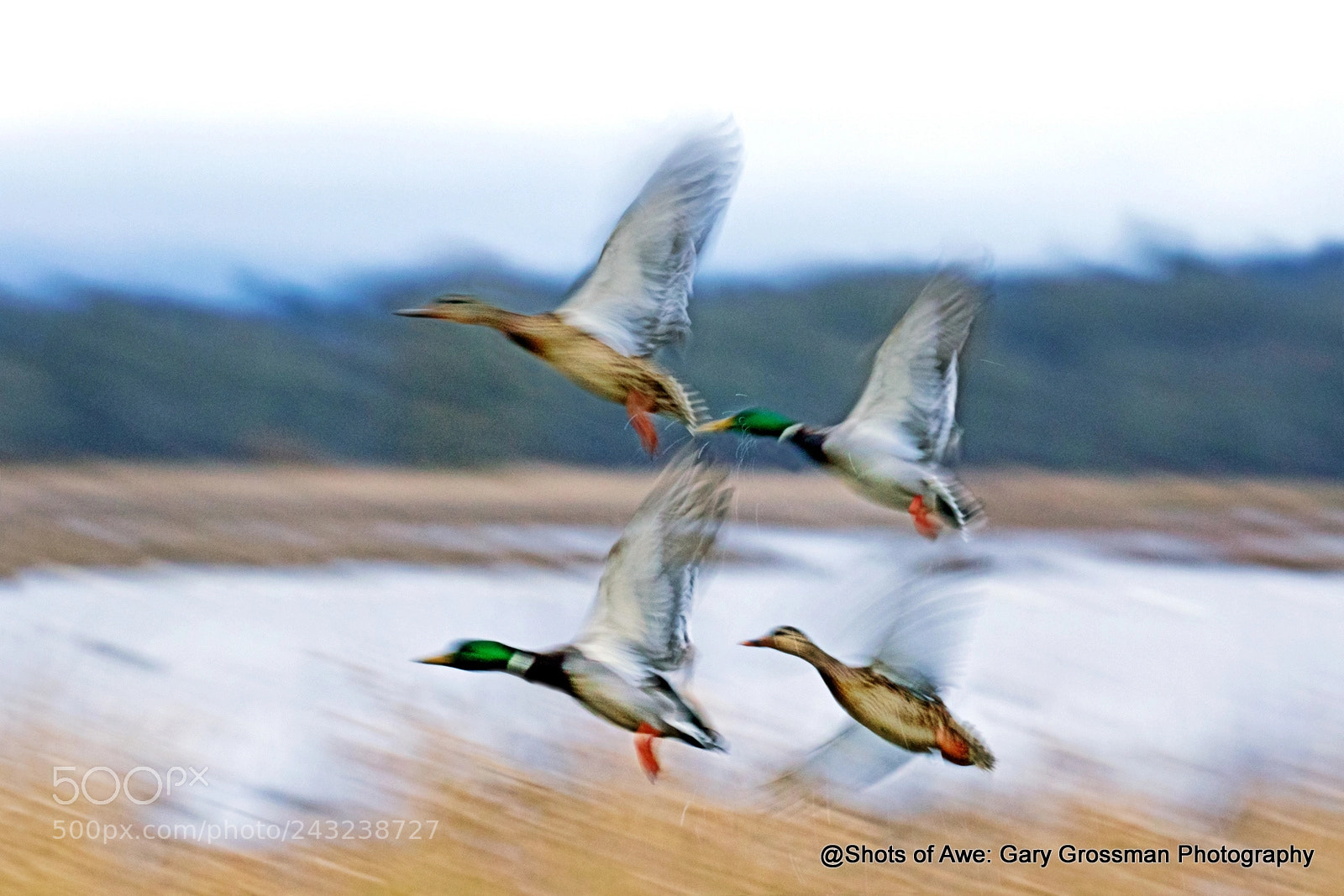 Canon EOS 7D Mark II sample photo. Low light flight photography