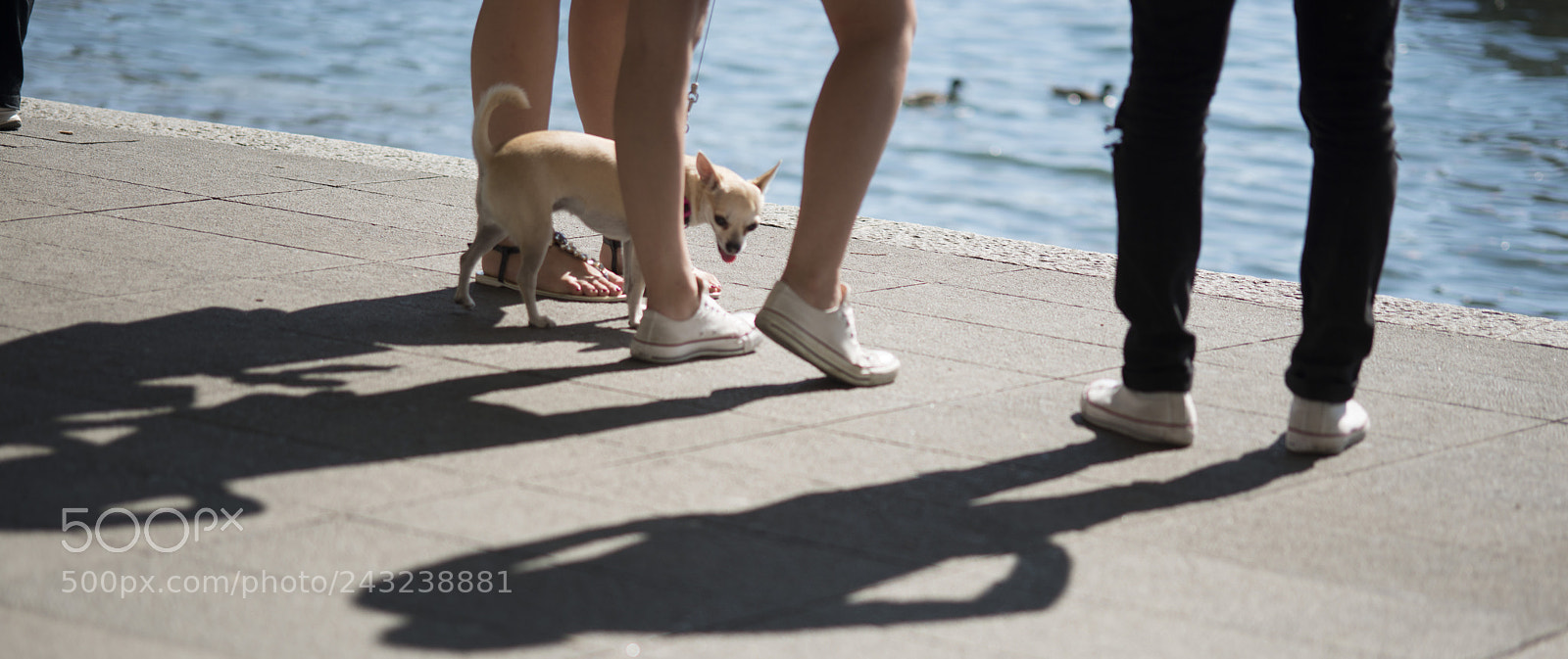Nikon D800 sample photo. Tra i piedi photography