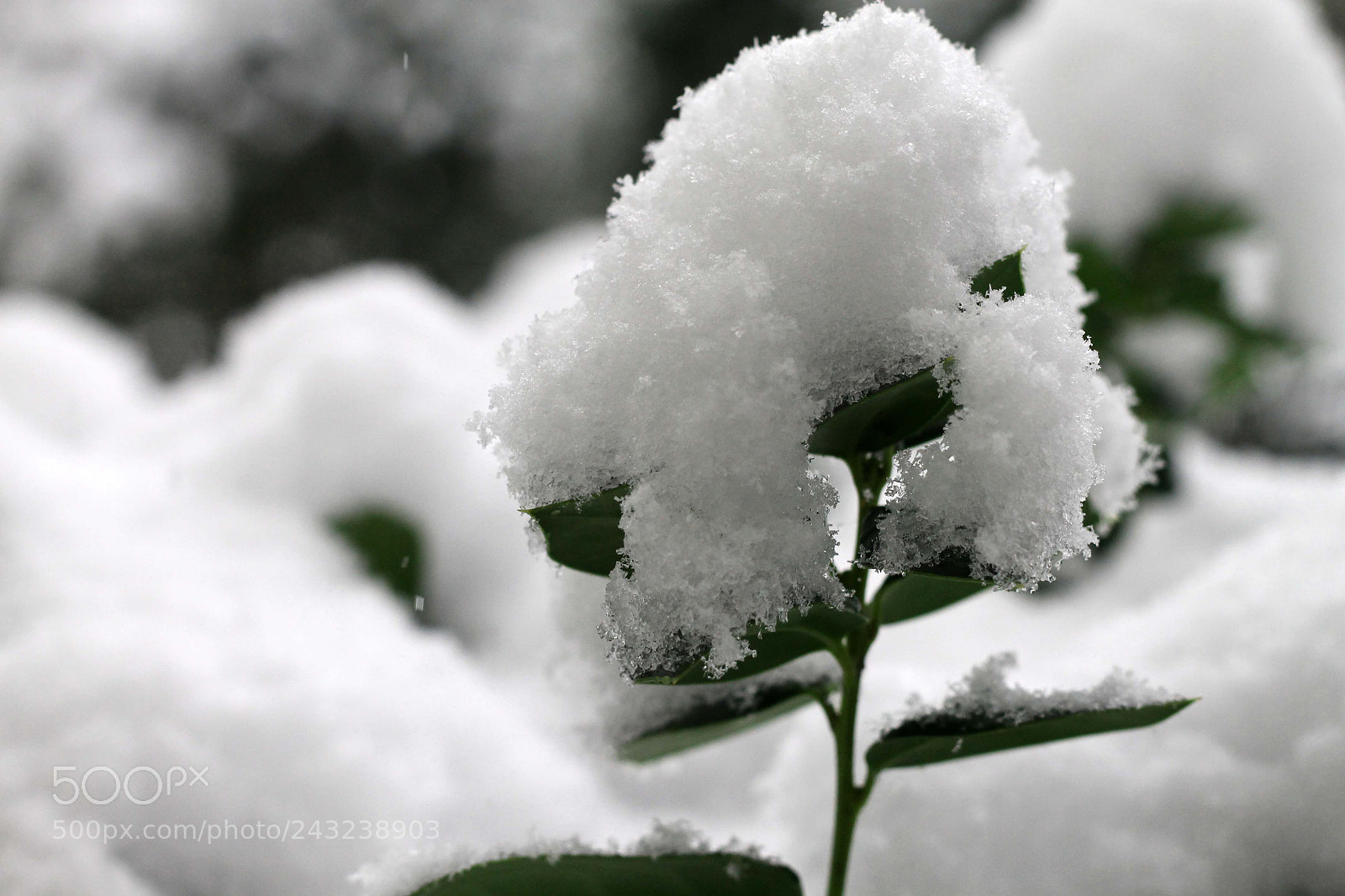Canon EOS 1100D (EOS Rebel T3 / EOS Kiss X50) sample photo. Snow storm photography