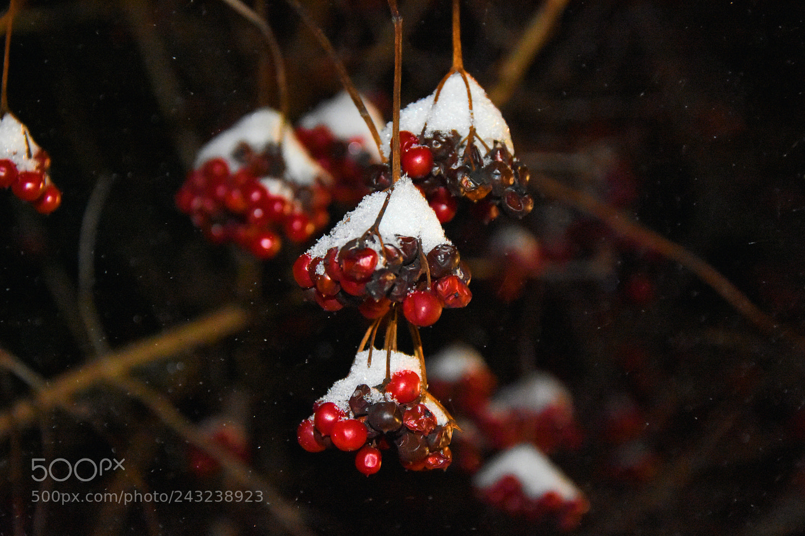 Nikon D7200 sample photo. Snowy berries photography