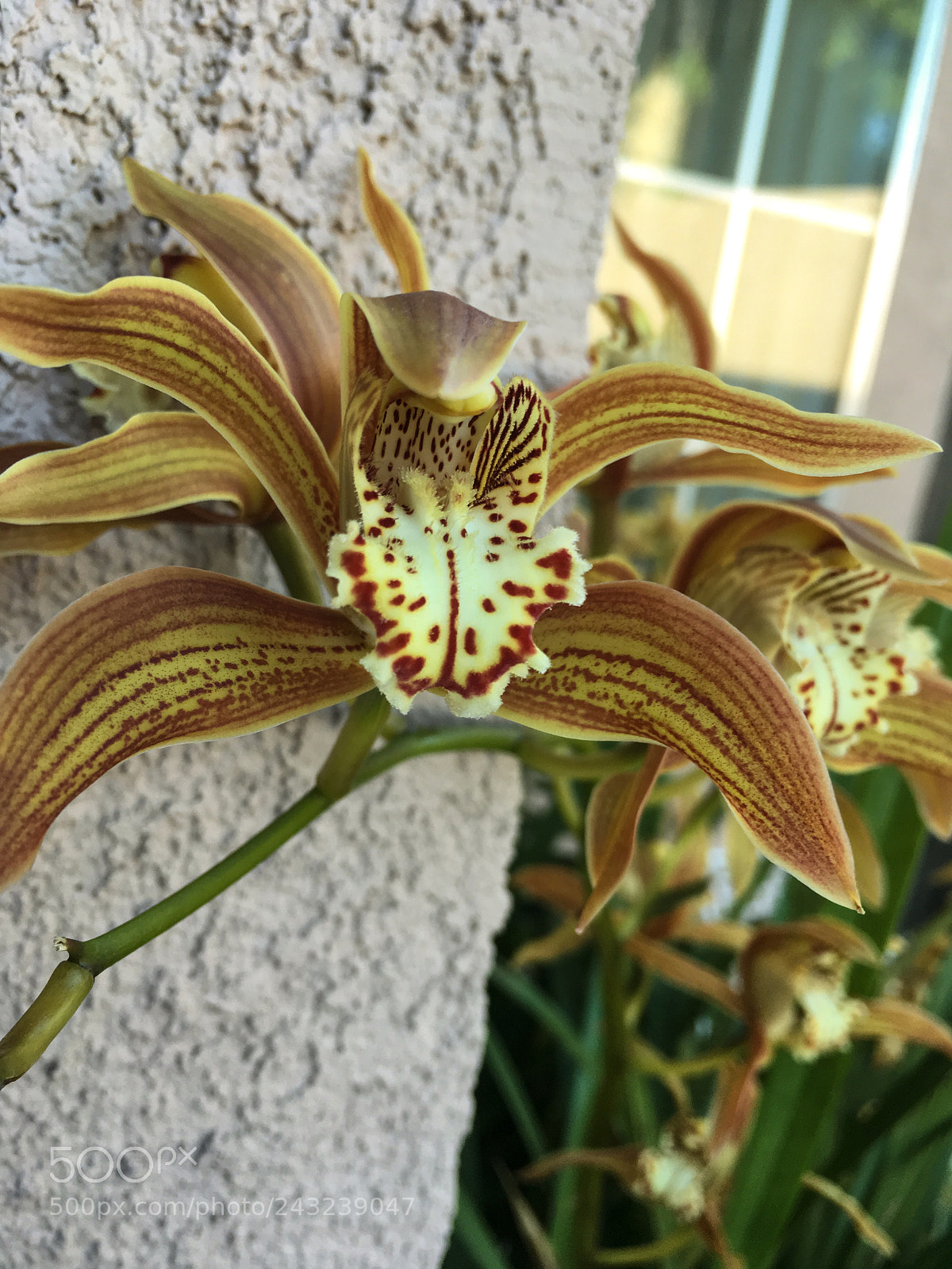 Apple iPad Pro sample photo. Orchid photography