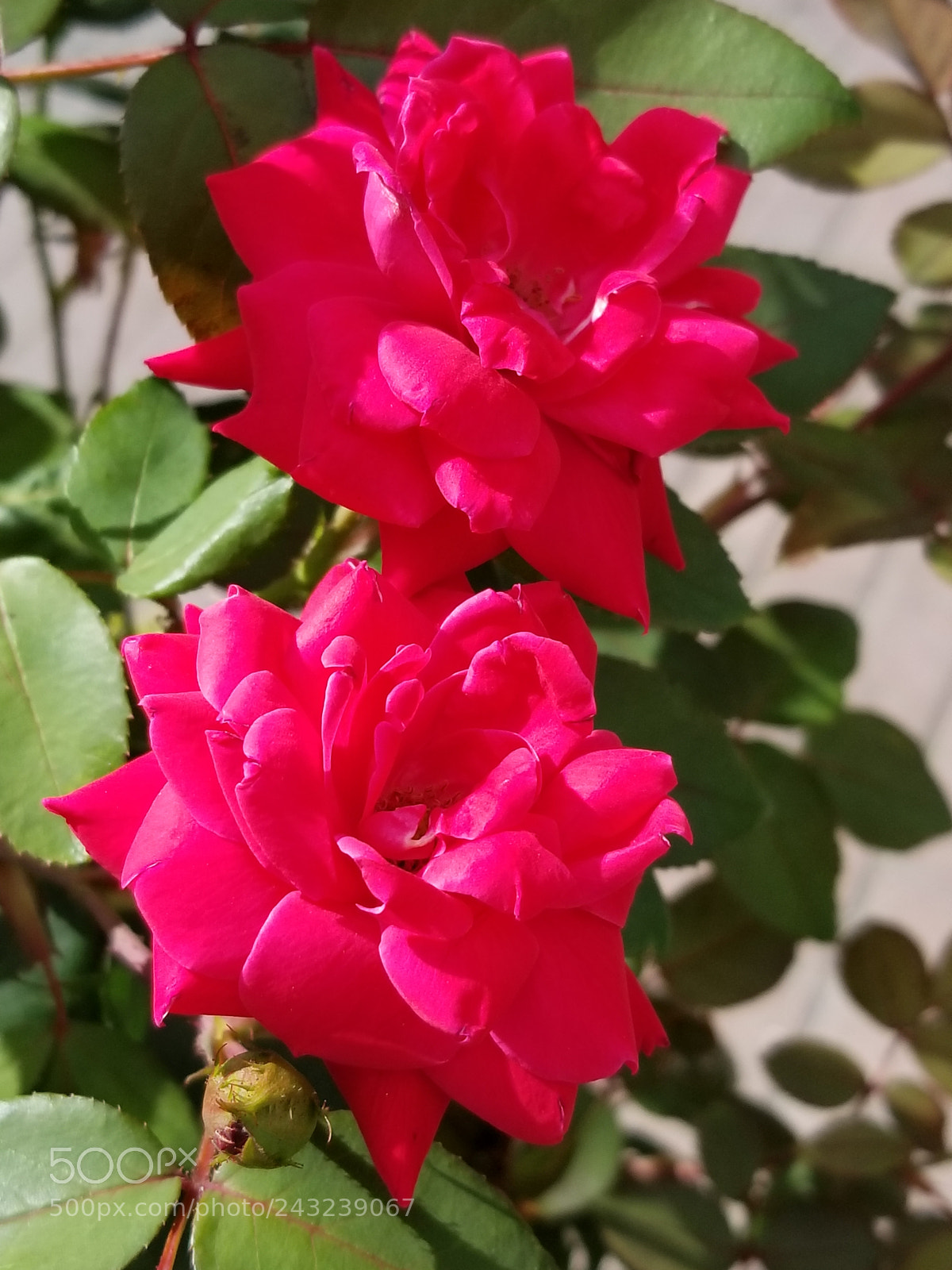 Samsung Galaxy S8+ sample photo. Twins photography