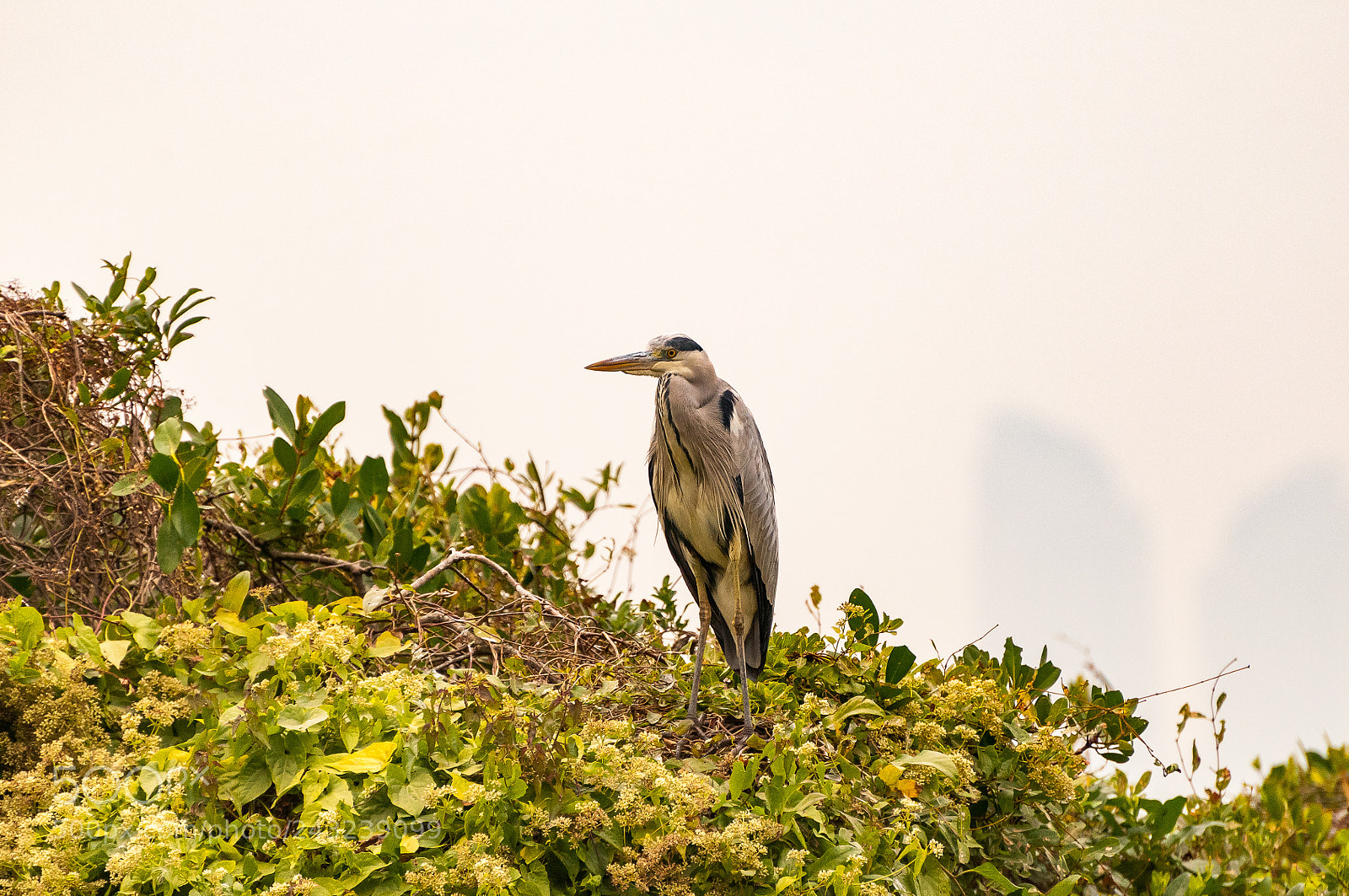 Nikon D300S sample photo. *** photography