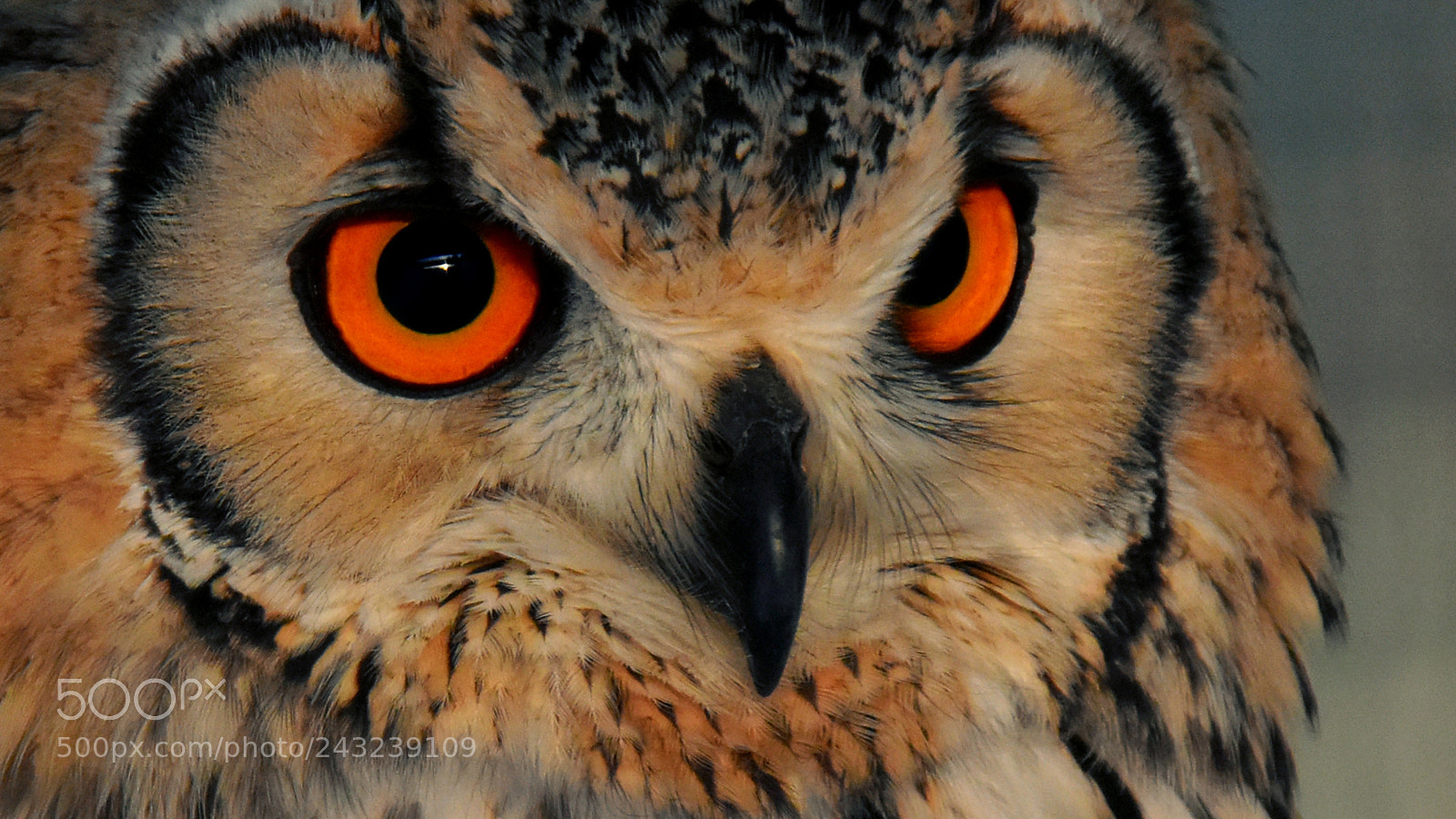 Nikon D7200 sample photo. Ullu the indian eagle photography