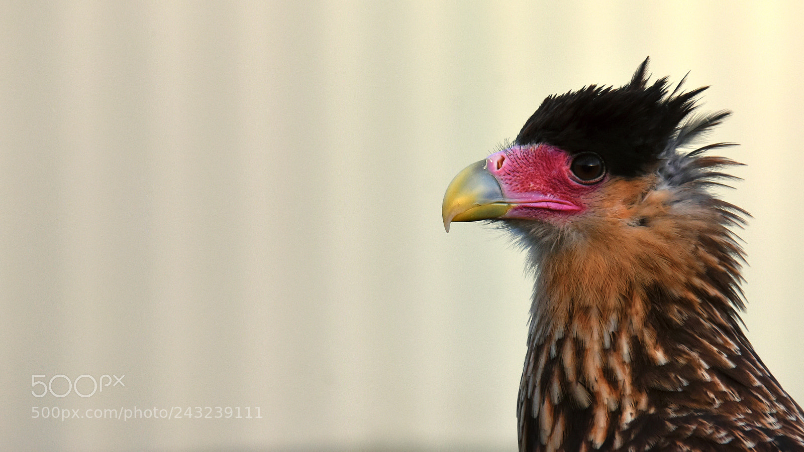Nikon D7200 sample photo. Ra l the crested photography