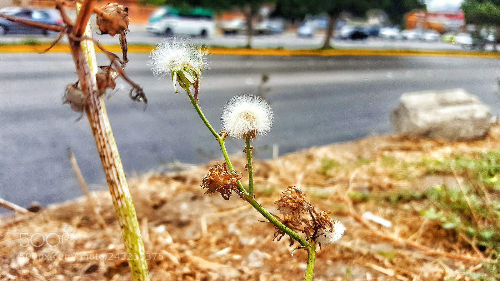 Samsung Galaxy S6 sample photo. Dandelion photography