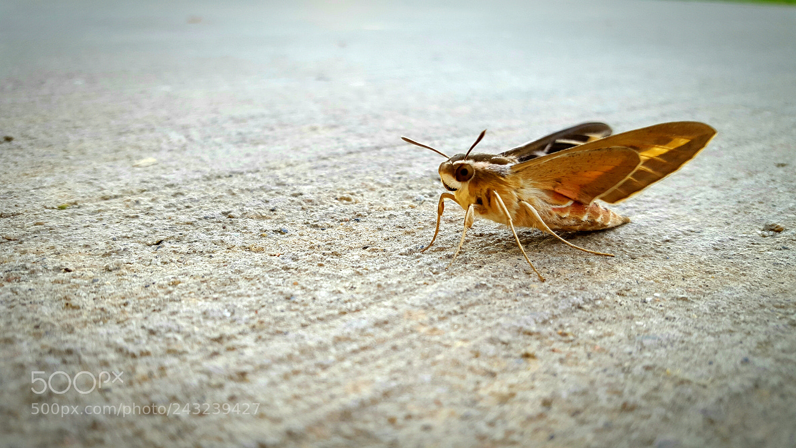 Samsung Galaxy S6 sample photo. Grillo photography