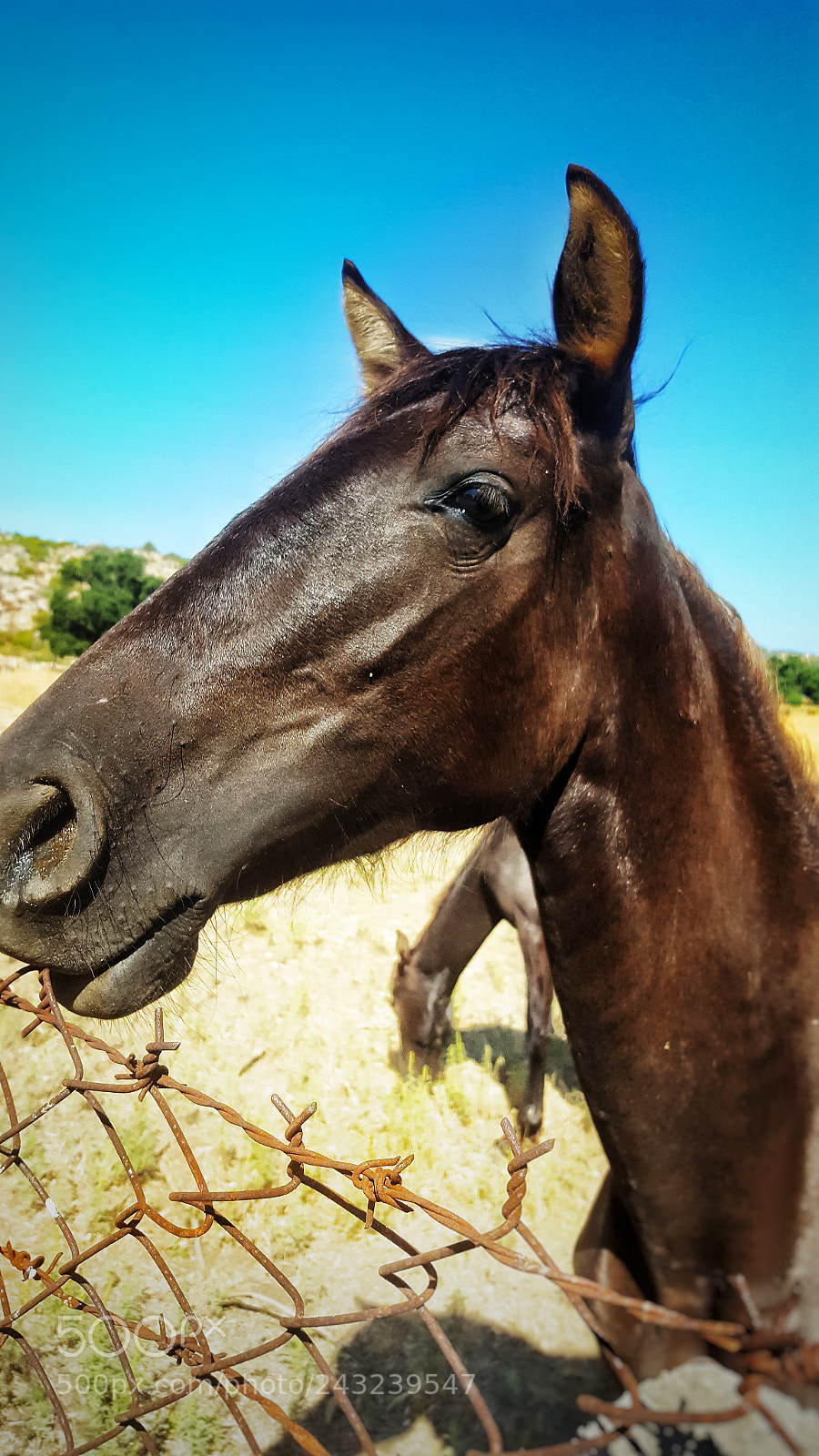 Samsung Galaxy S6 sample photo. Horse photography