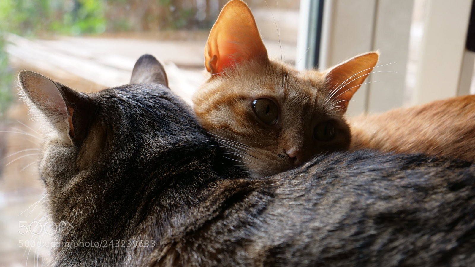 Panasonic Lumix DC-GH5 sample photo. P photography