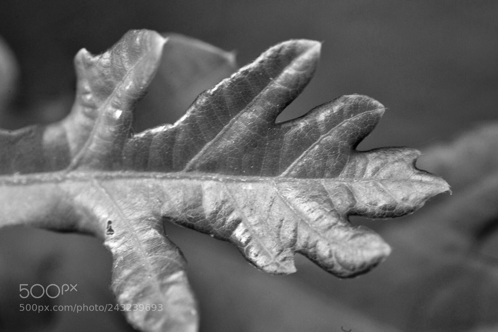 Nikon D610 sample photo. Untitled photography