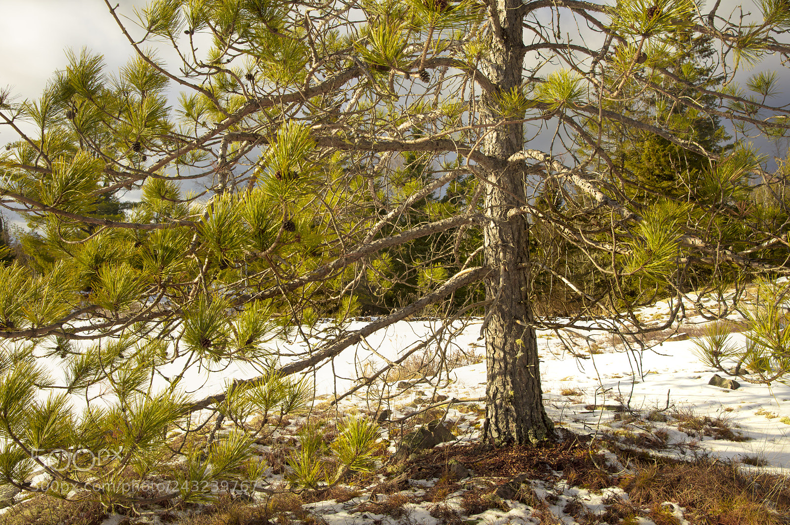 Canon EOS 5DS sample photo. Pine tree photography