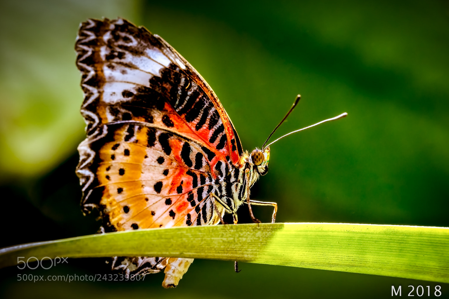 Canon EOS 5DS R sample photo. Butterfly photography