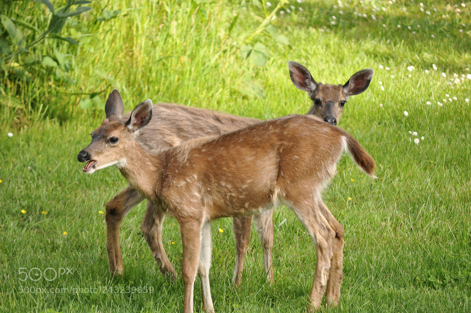 Nikon D90 sample photo. 2 cute deer on photography