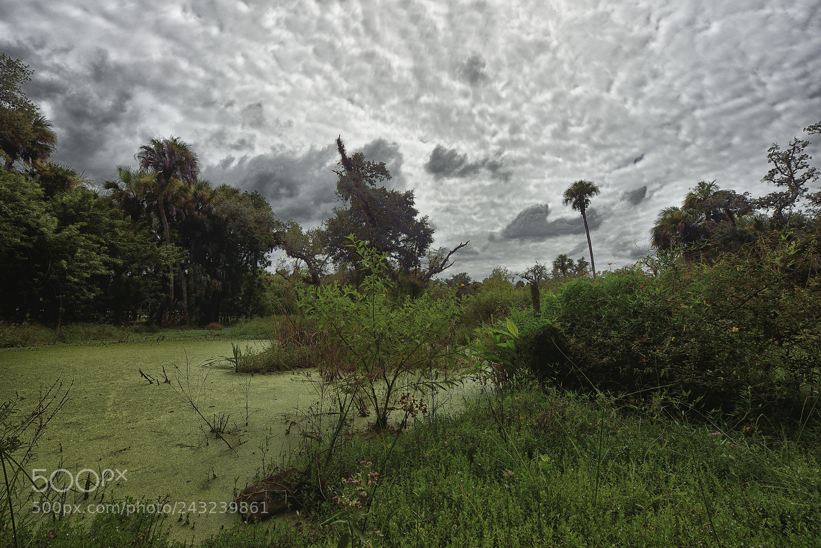 Nikon D800 sample photo. Alva florida landscape photography