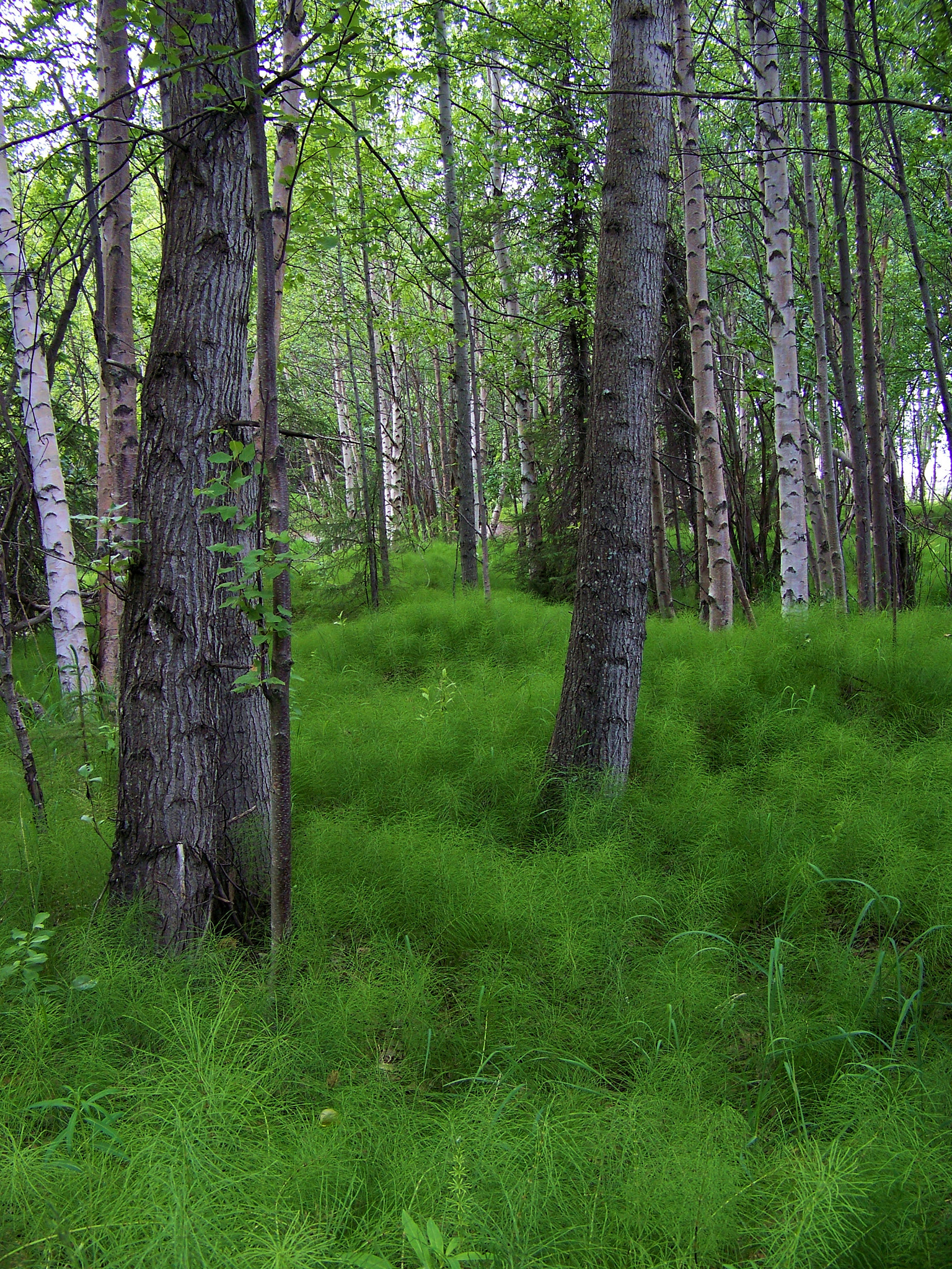 Kodak Z712 IS ZOOM DIGITAL CAMERA sample photo. Green horse tail fern floor photography