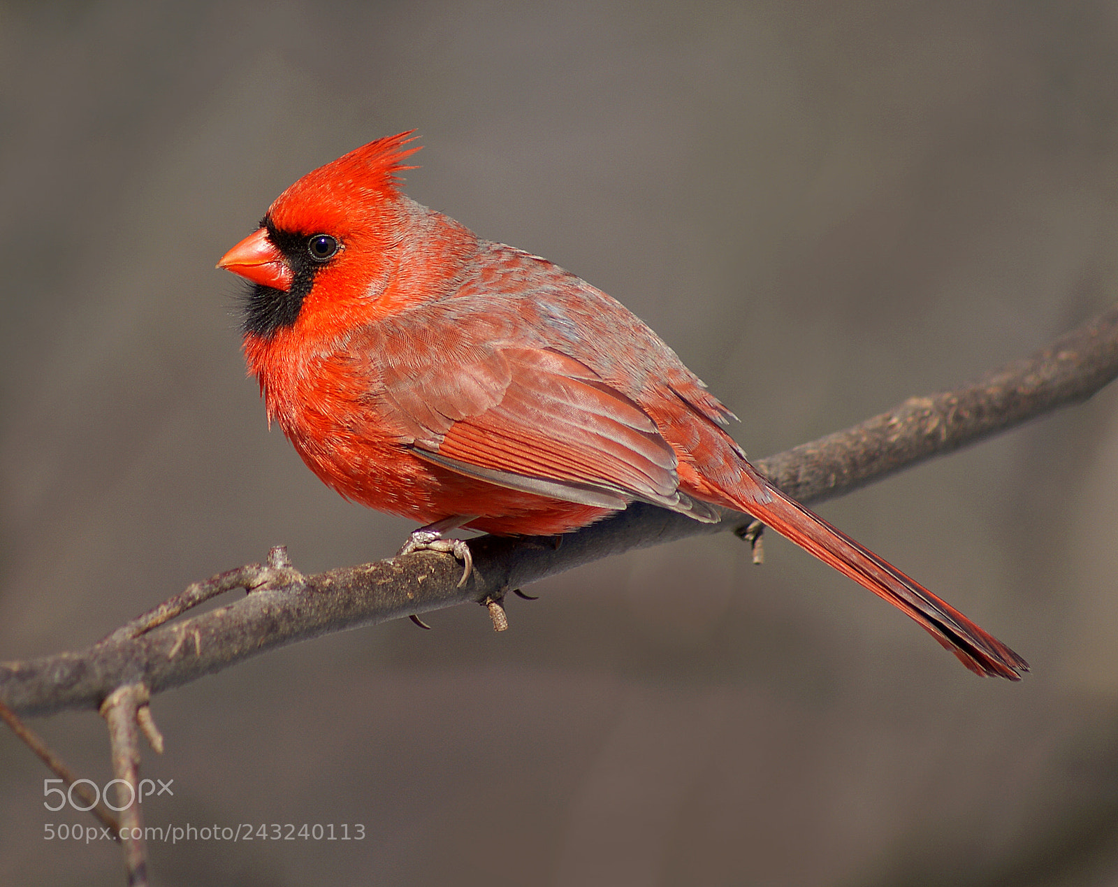 Sony Alpha DSLR-A300 sample photo. Northern cardinal photography
