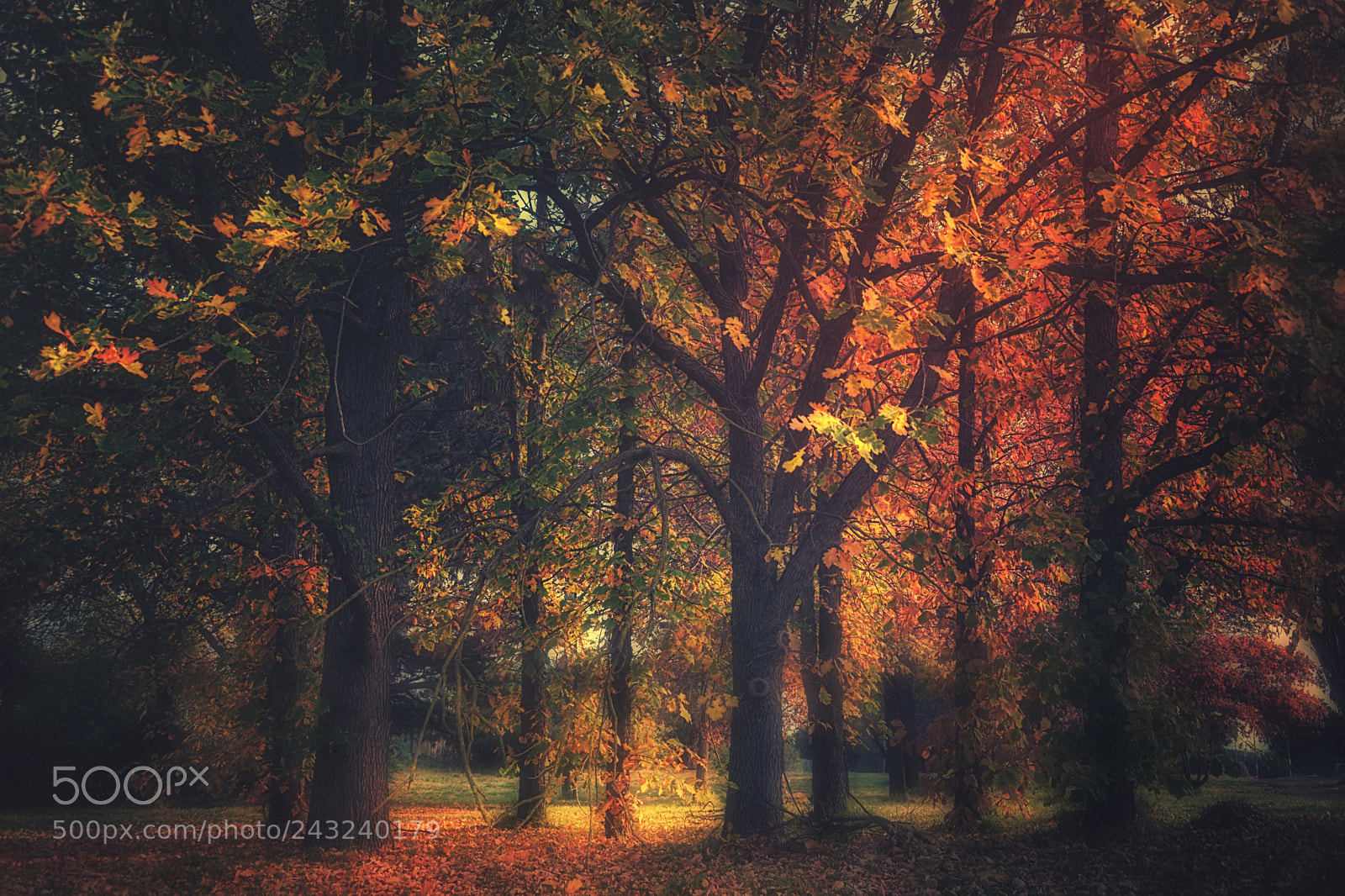 Nikon D800E sample photo. Autumn song photography