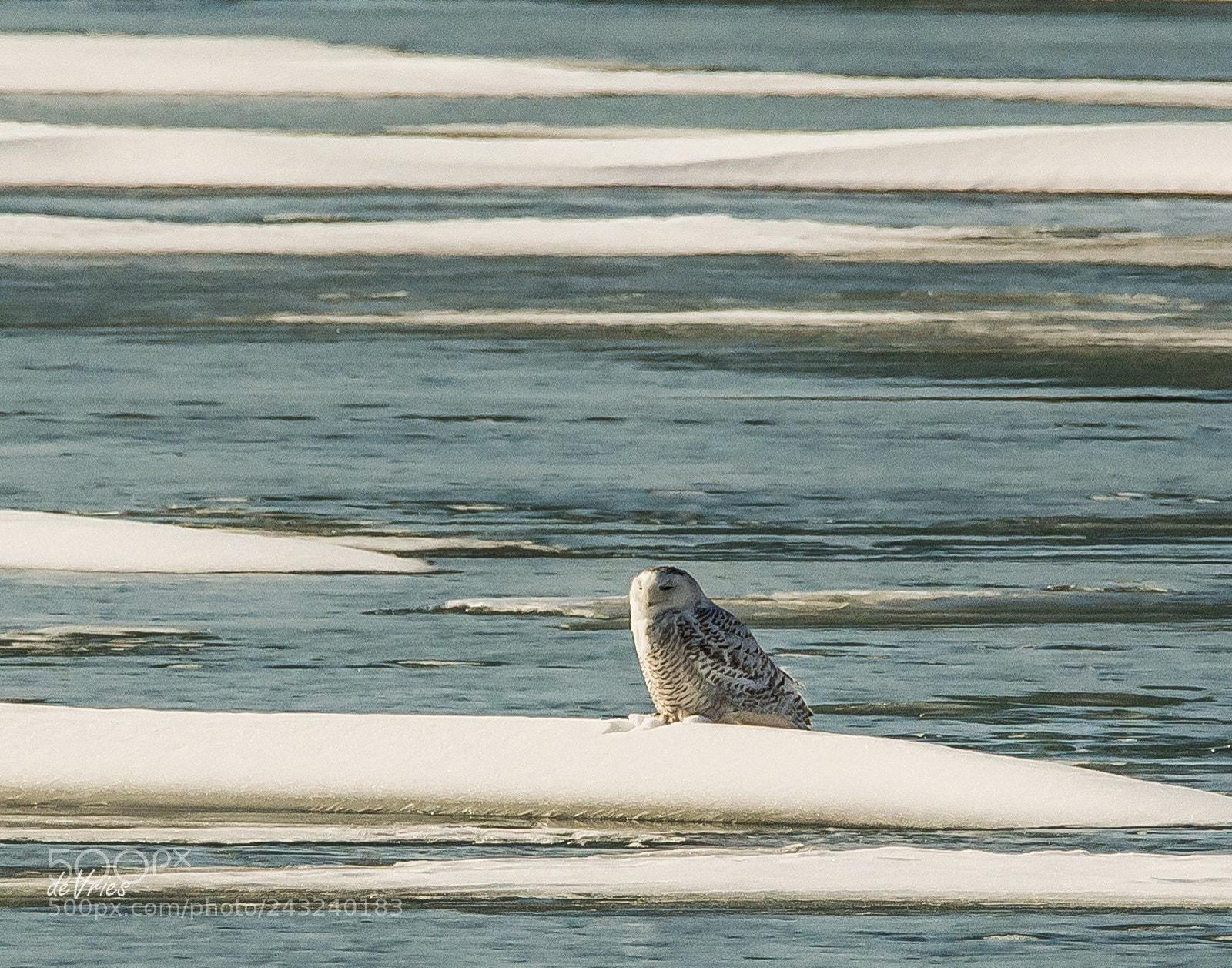 Nikon D7100 sample photo. Lonely snowy photography
