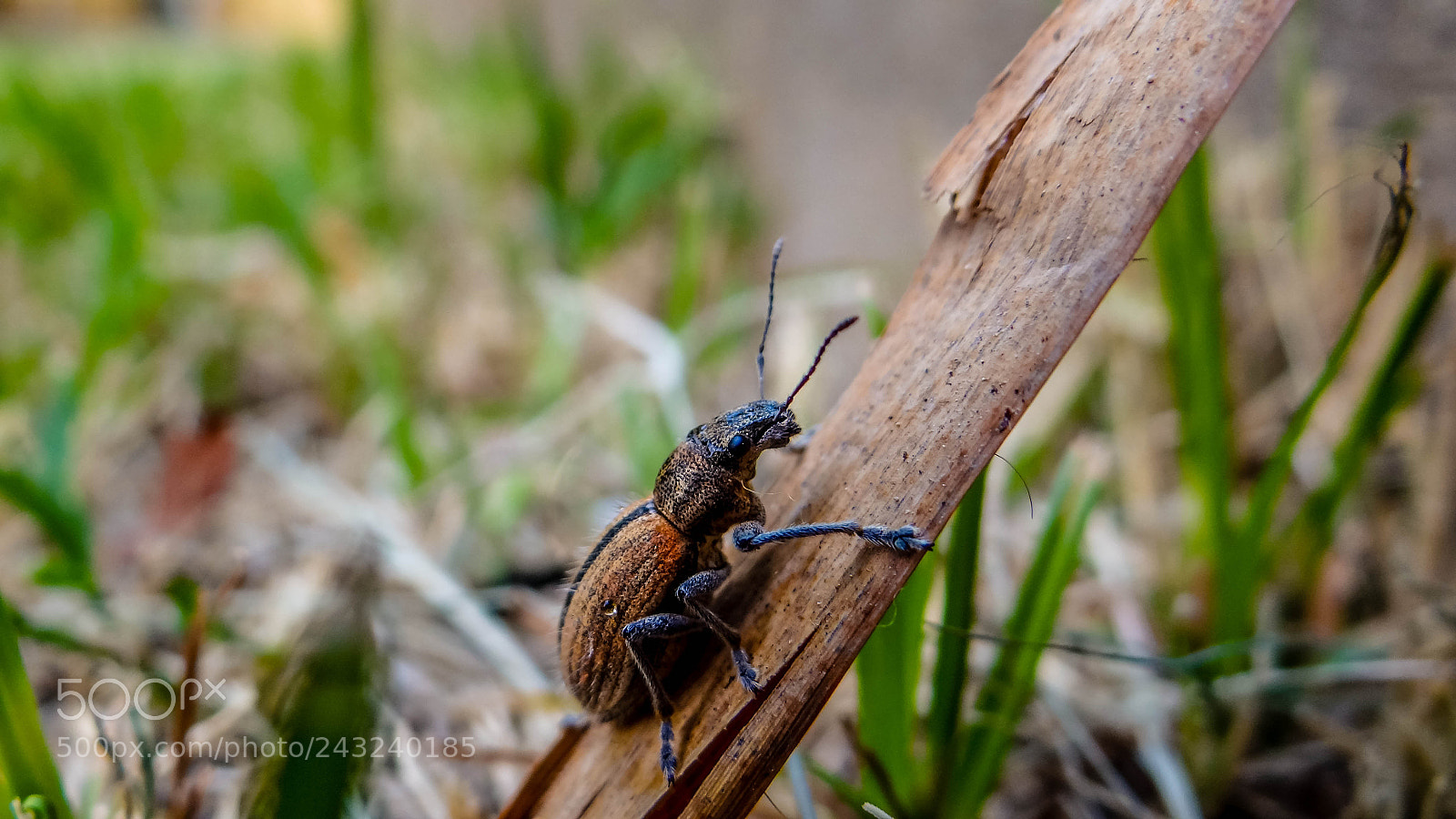 Sony Cyber-shot DSC-HX100V sample photo. Mr. bug photography